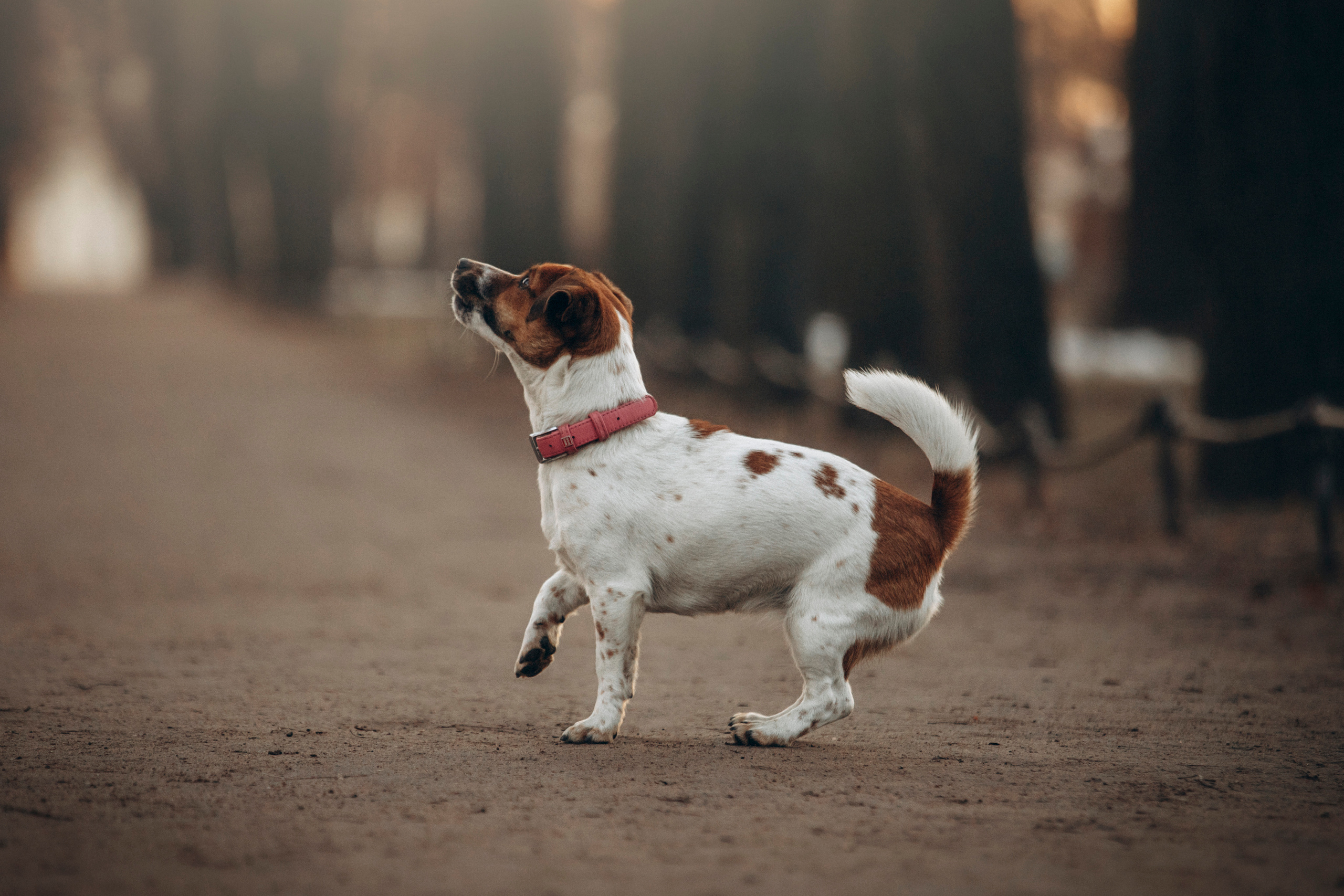 Лиза и Грета. Фотограф — Анималист | Санкт-Петербург