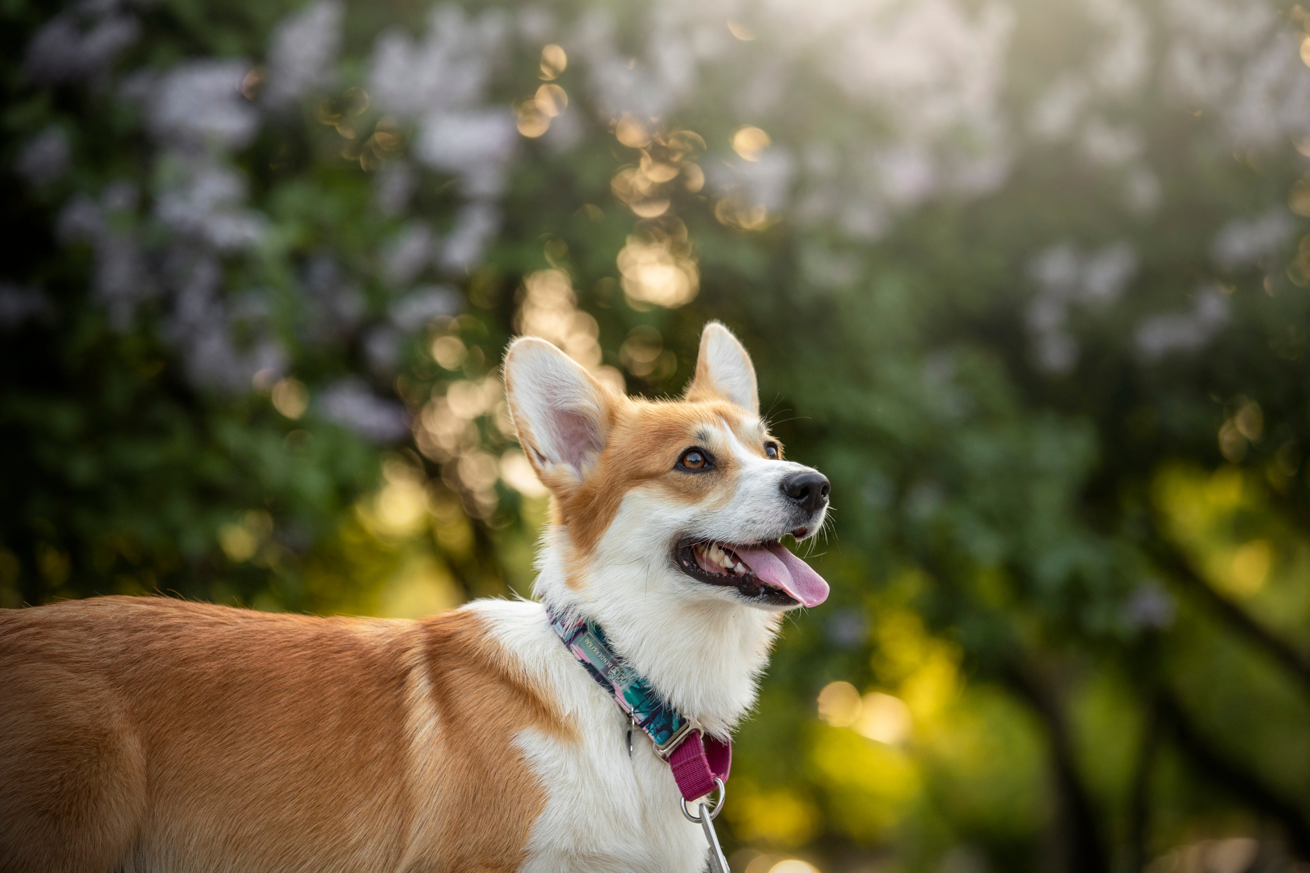 Настя и Стич. Фотограф — Анималист | Санкт-Петербург