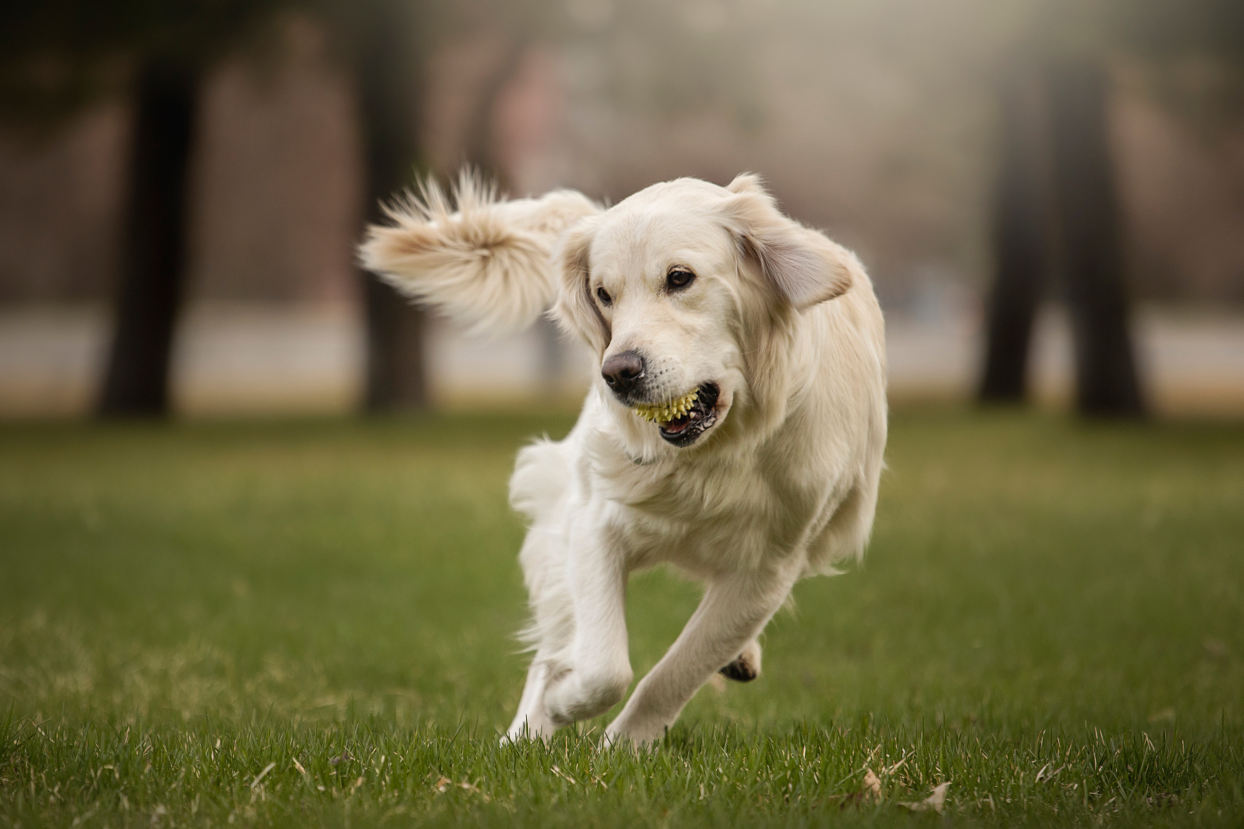 Молли и ее семья. Фотограф — Анималист | Санкт-Петербург