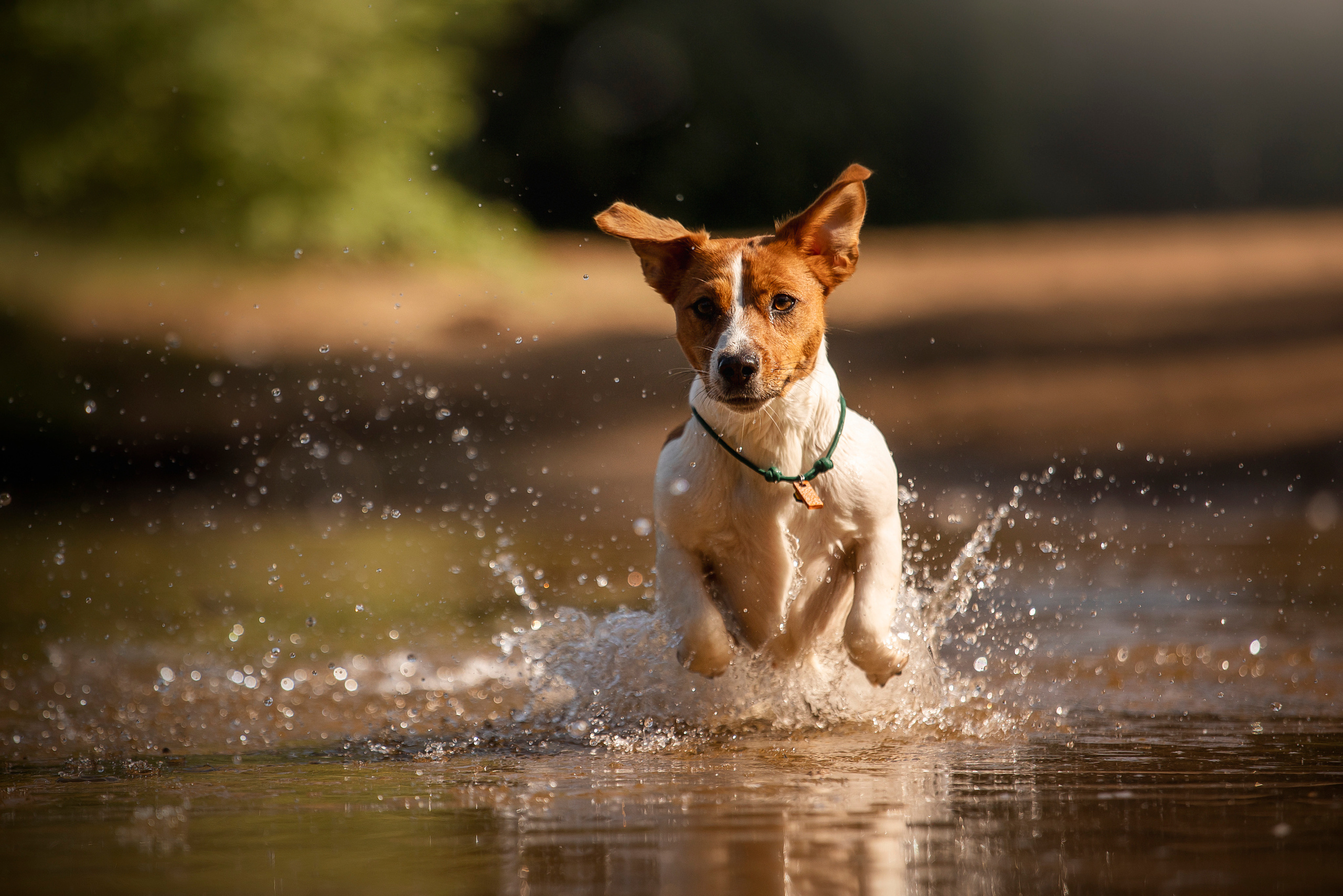 Наташа и Мерси. Фотограф — Анималист | Санкт-Петербург