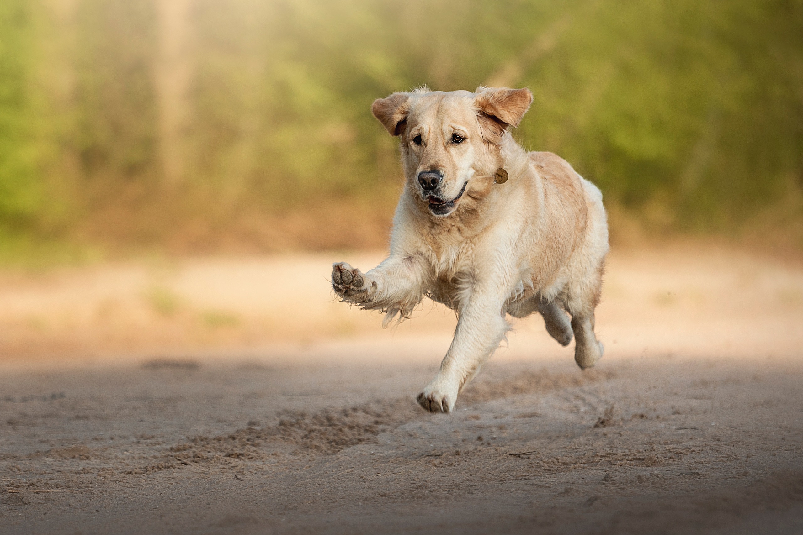 Марина и Чили. Фотограф — Анималист | Санкт-Петербург