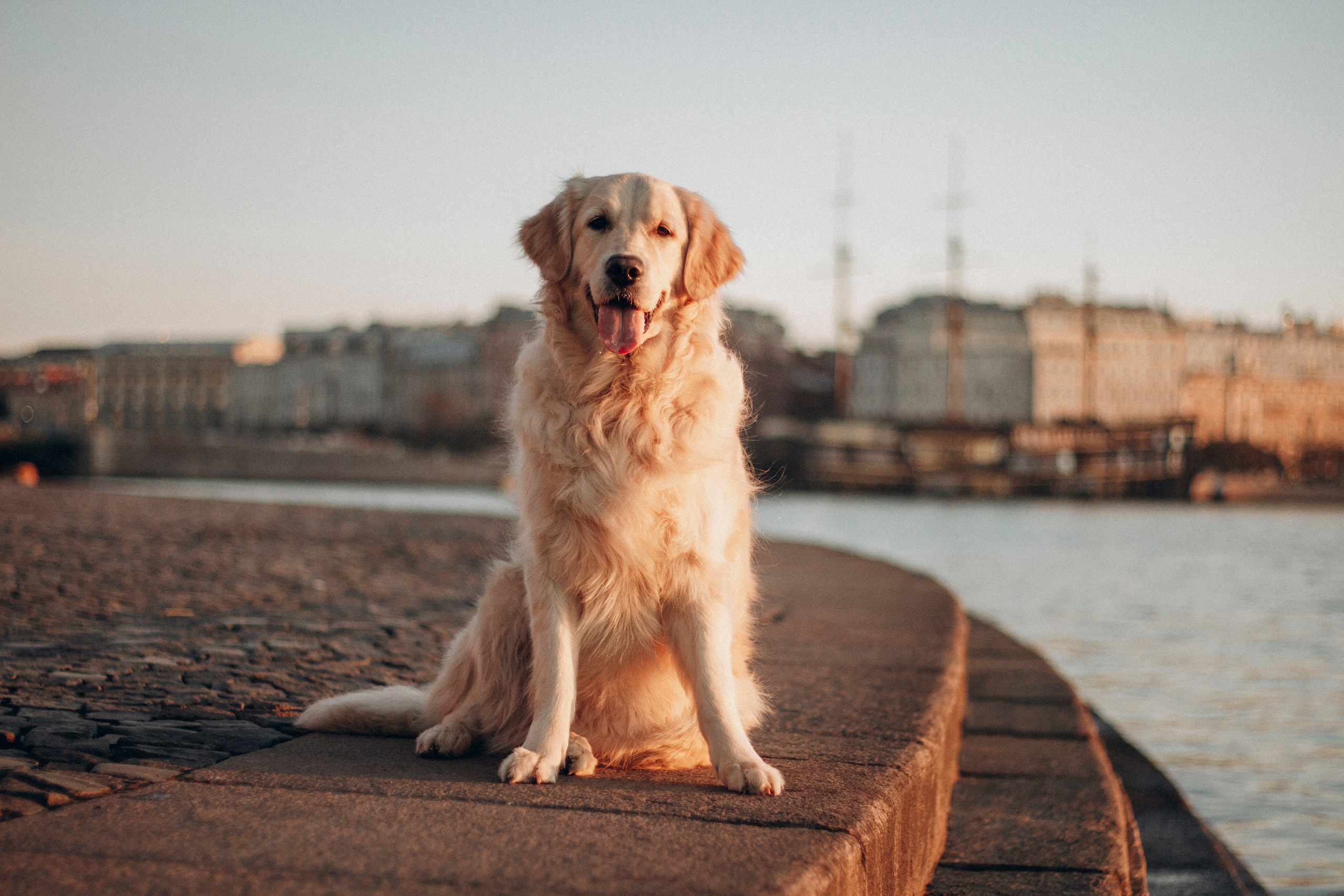 Настя и Марси. Фотограф — Анималист | Санкт-Петербург