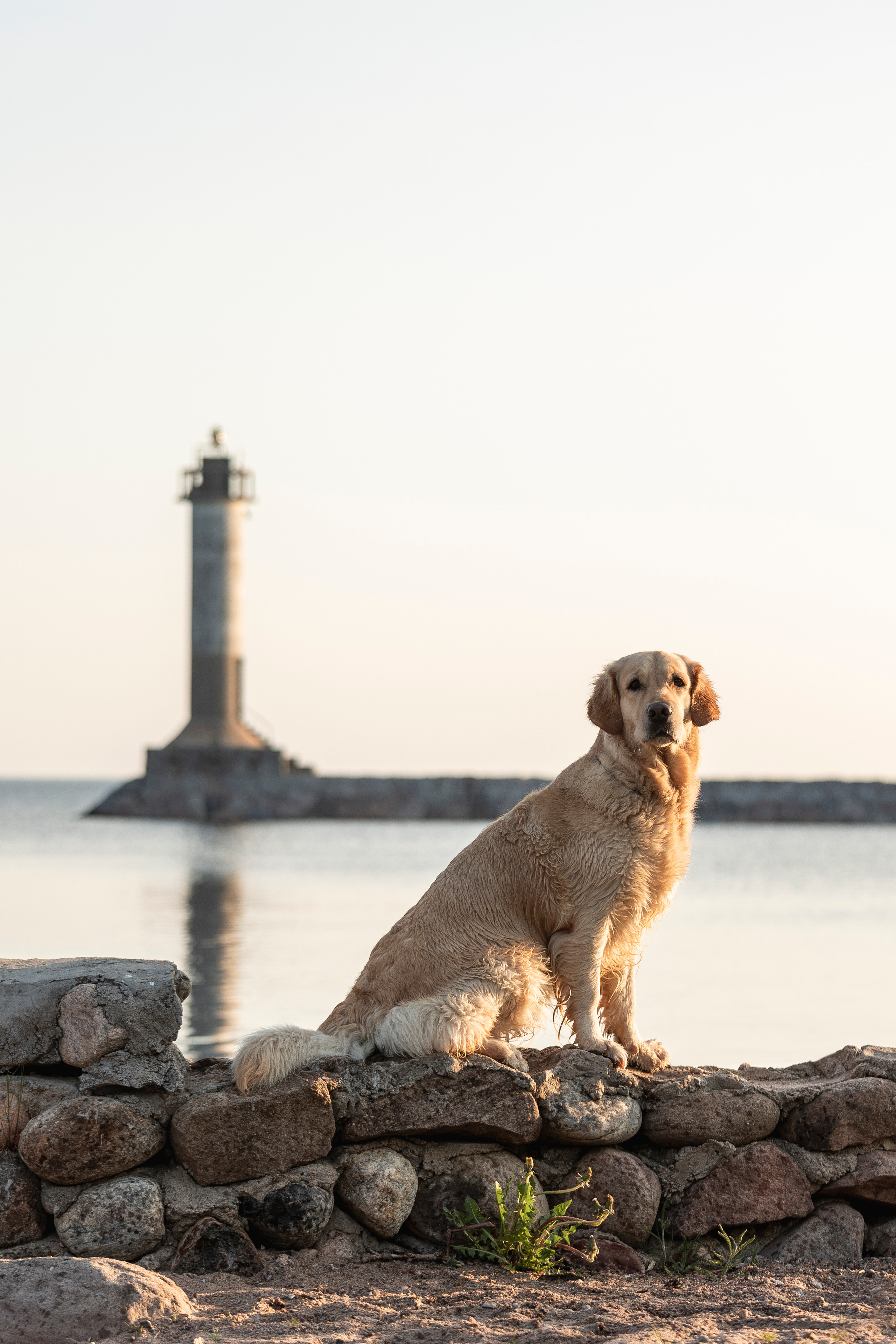 Марина и Чили. Фотограф — Анималист | Санкт-Петербург