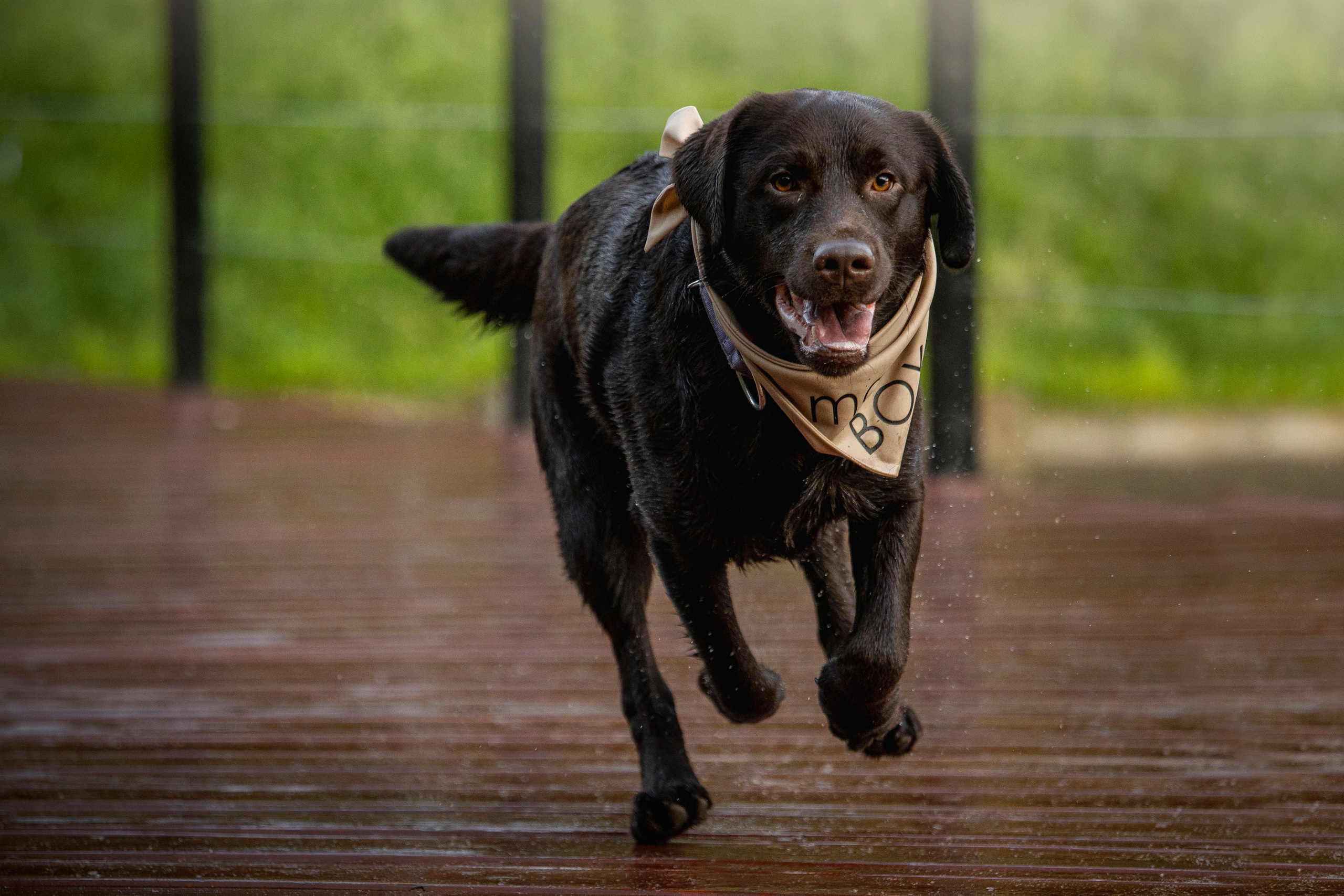 Арина и Сэмми. Фотограф — Анималист | Санкт-Петербург