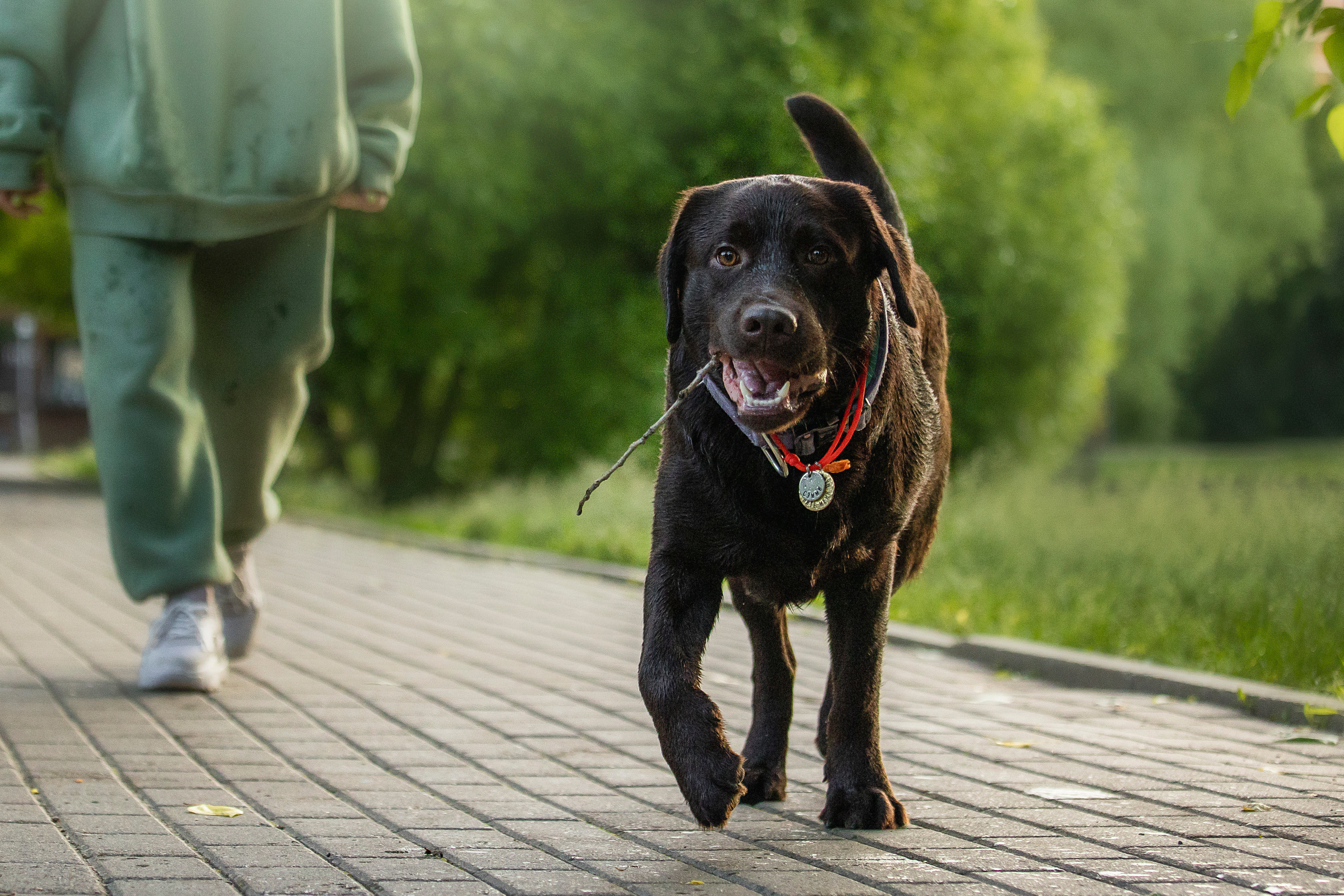 Арина и Сэмми. Фотограф — Анималист | Санкт-Петербург