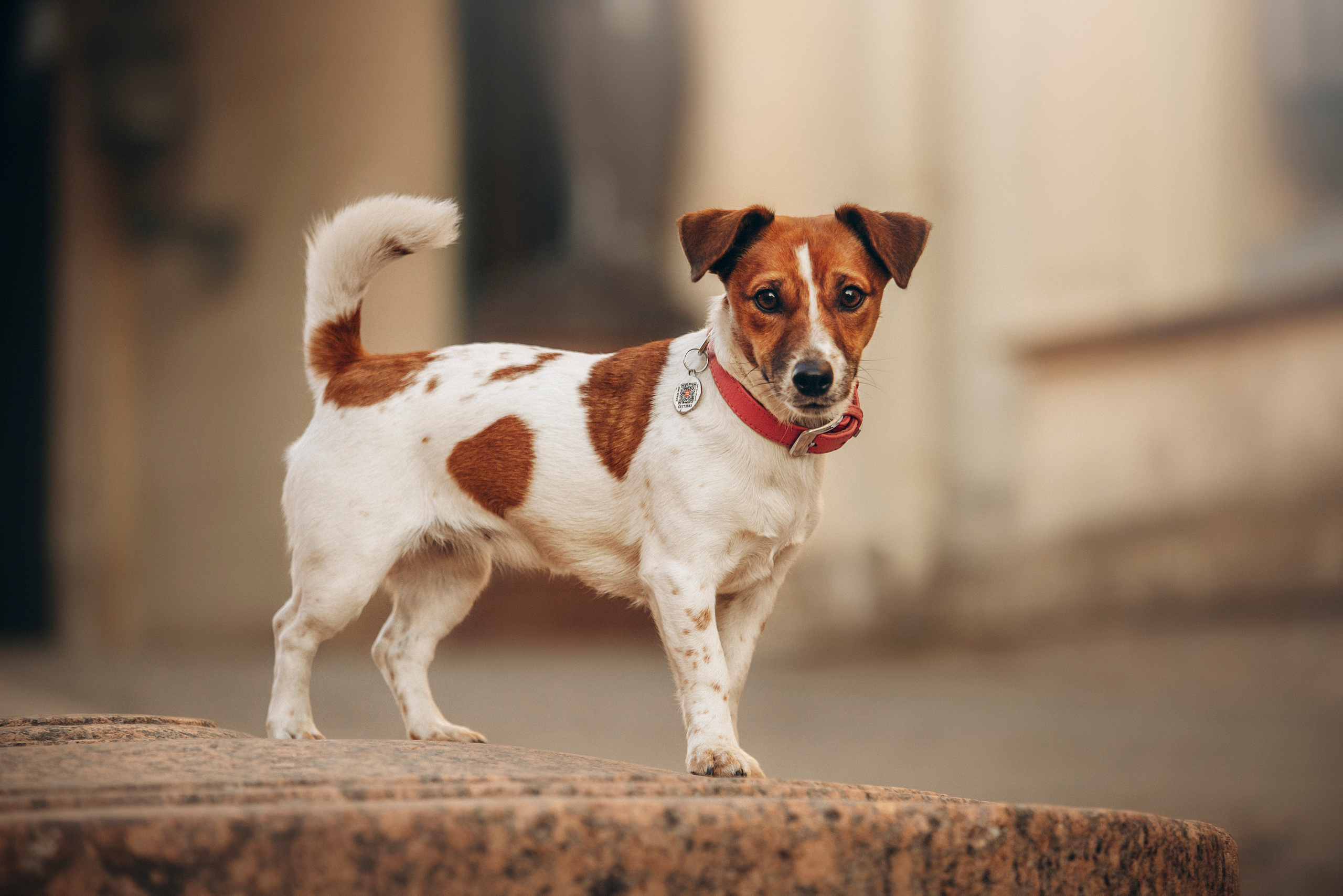 Лиза и Грета. Фотограф — Анималист | Санкт-Петербург