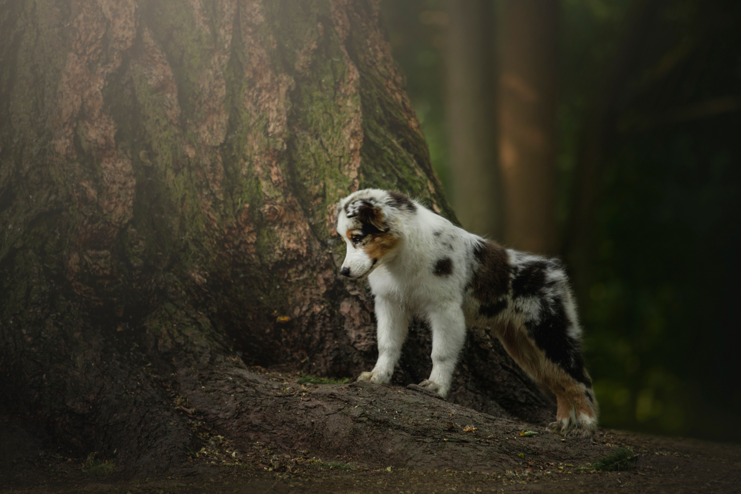 Ирина и Кайса. Фотограф — Анималист | Санкт-Петербург