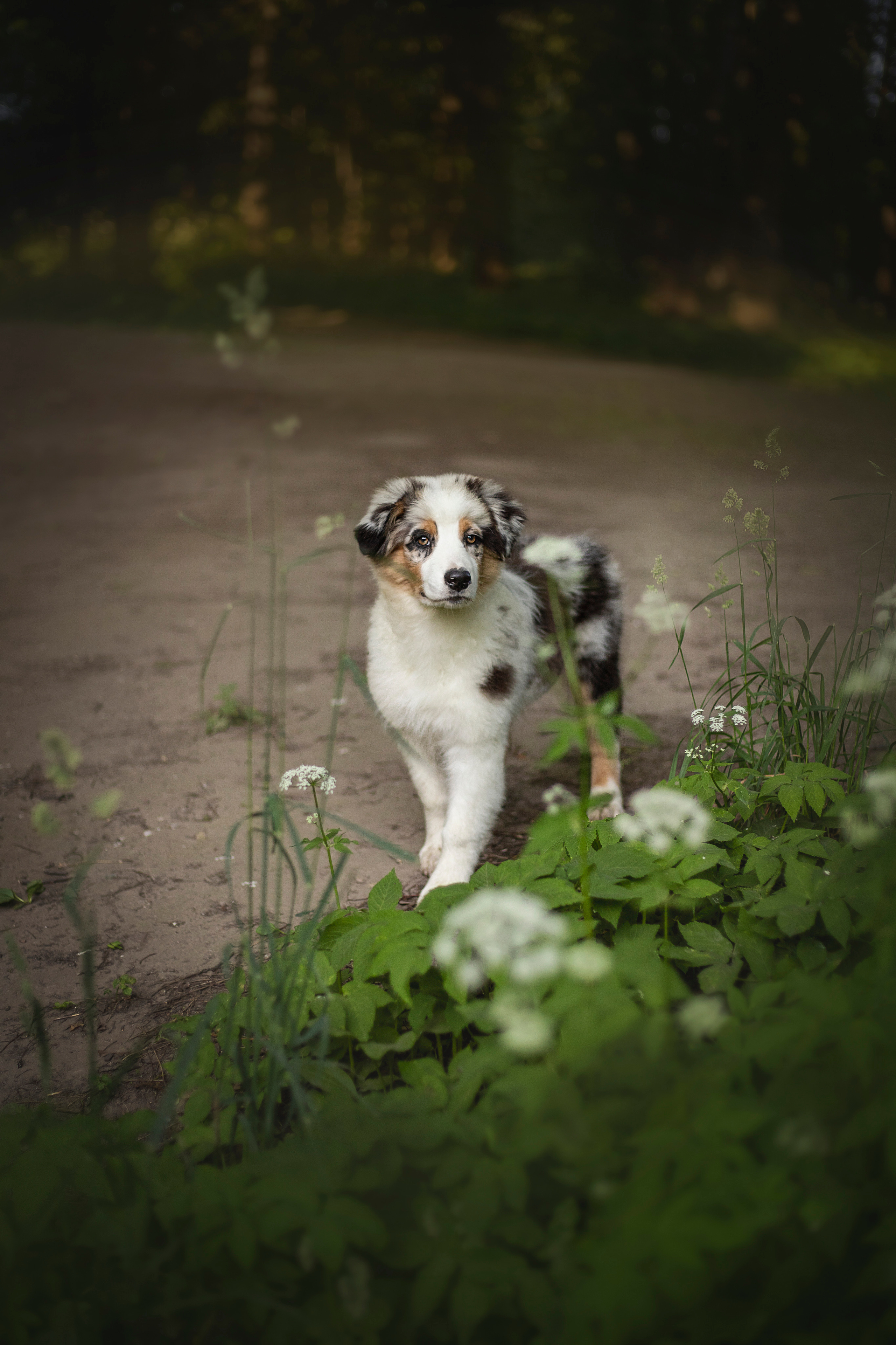 Ирина и Кайса. Фотограф — Анималист | Санкт-Петербург