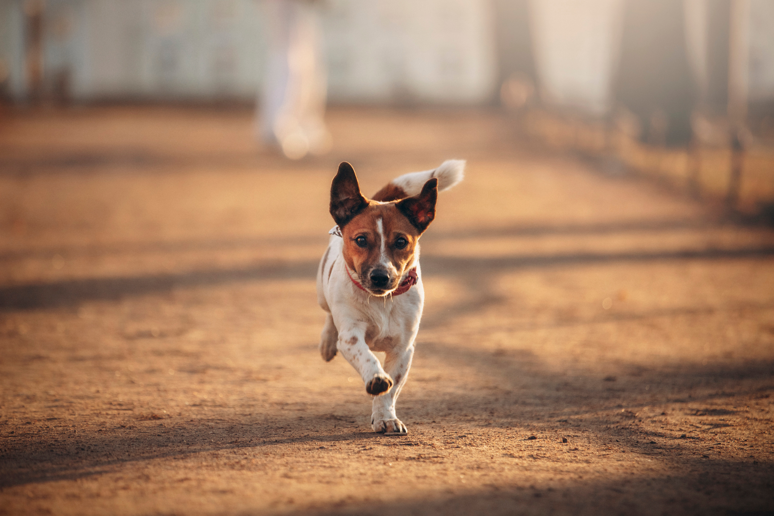 Лиза и Грета. Фотограф — Анималист | Санкт-Петербург