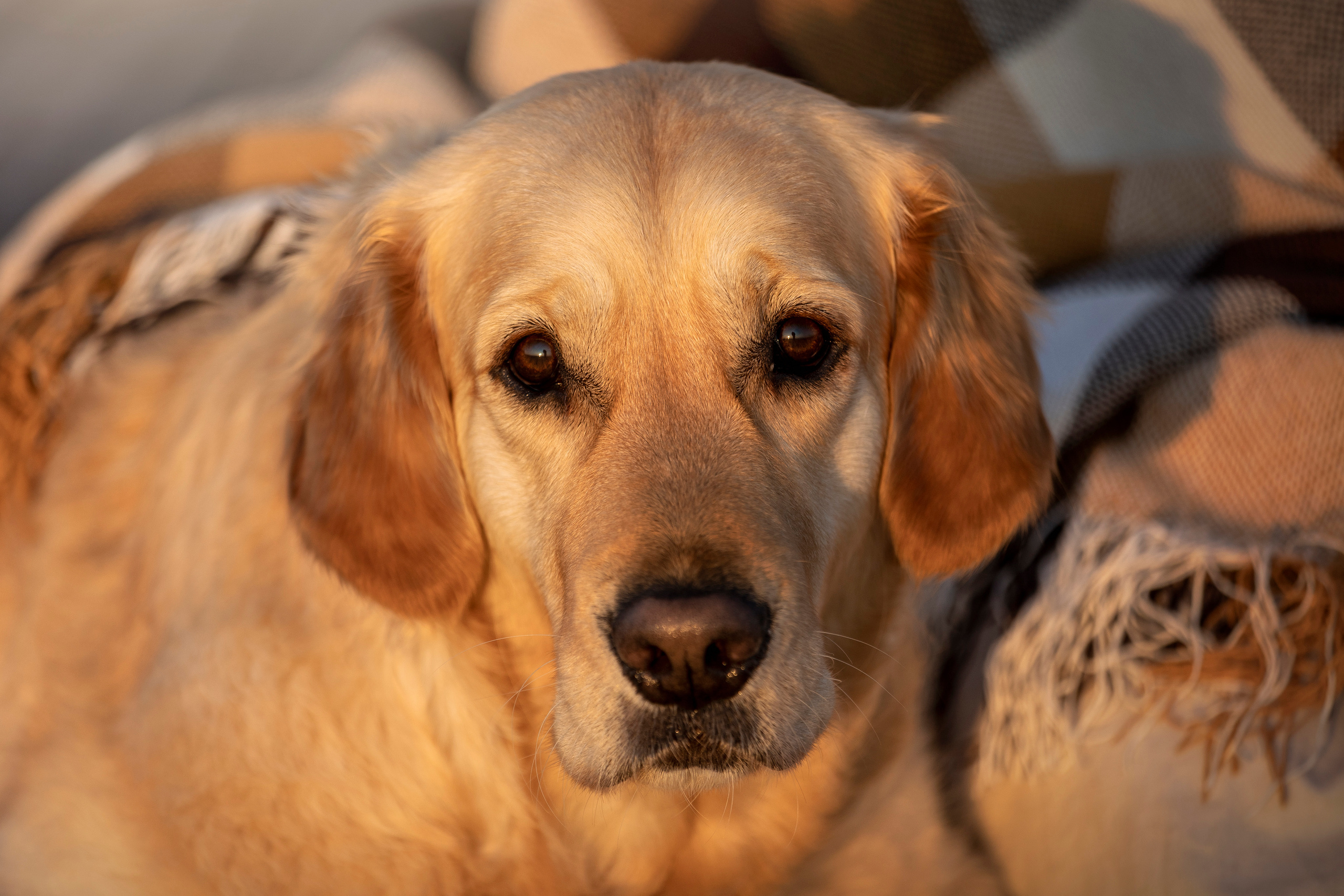 Марина и Чили. Фотограф — Анималист | Санкт-Петербург