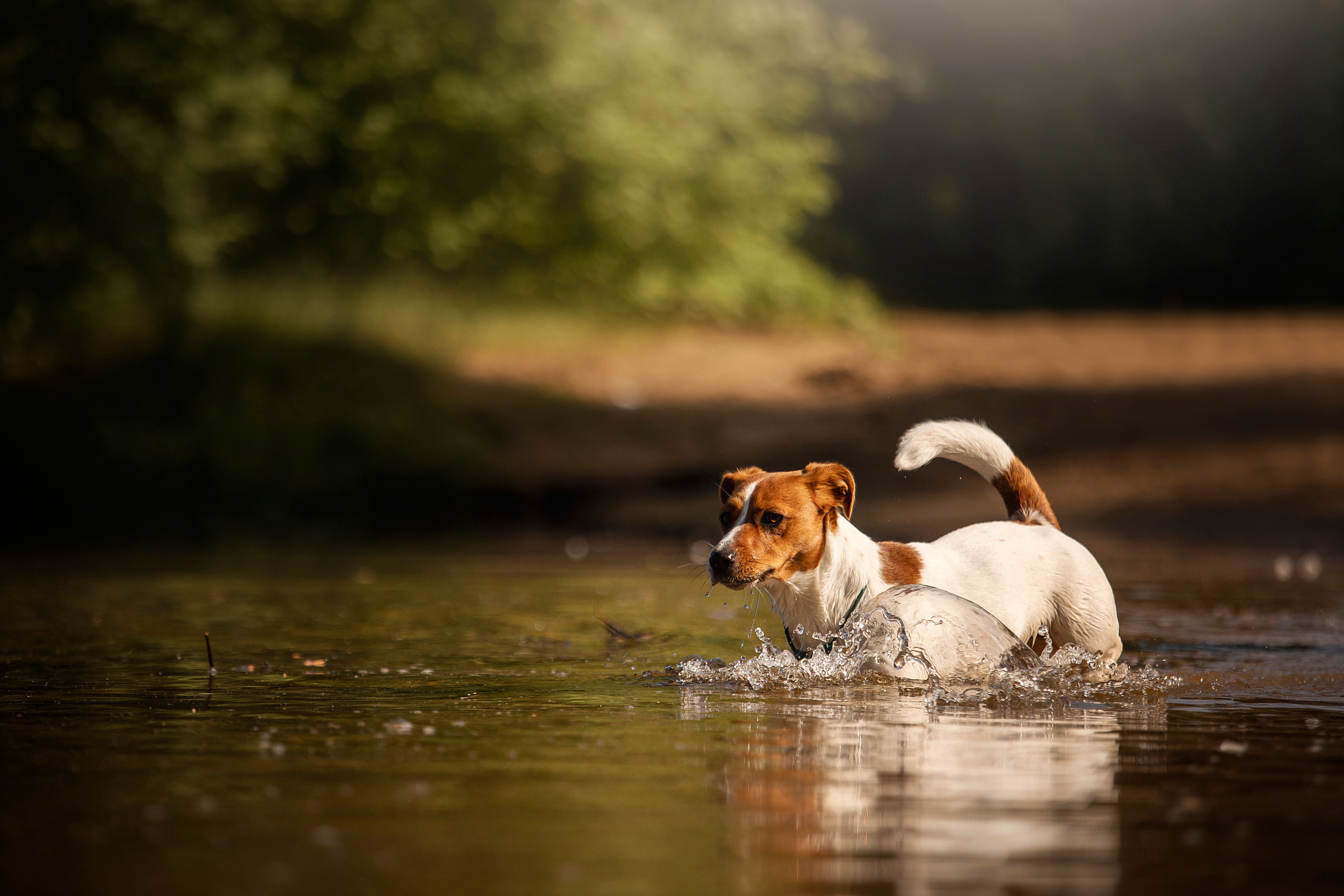 Наташа и Мерси. Фотограф — Анималист | Санкт-Петербург