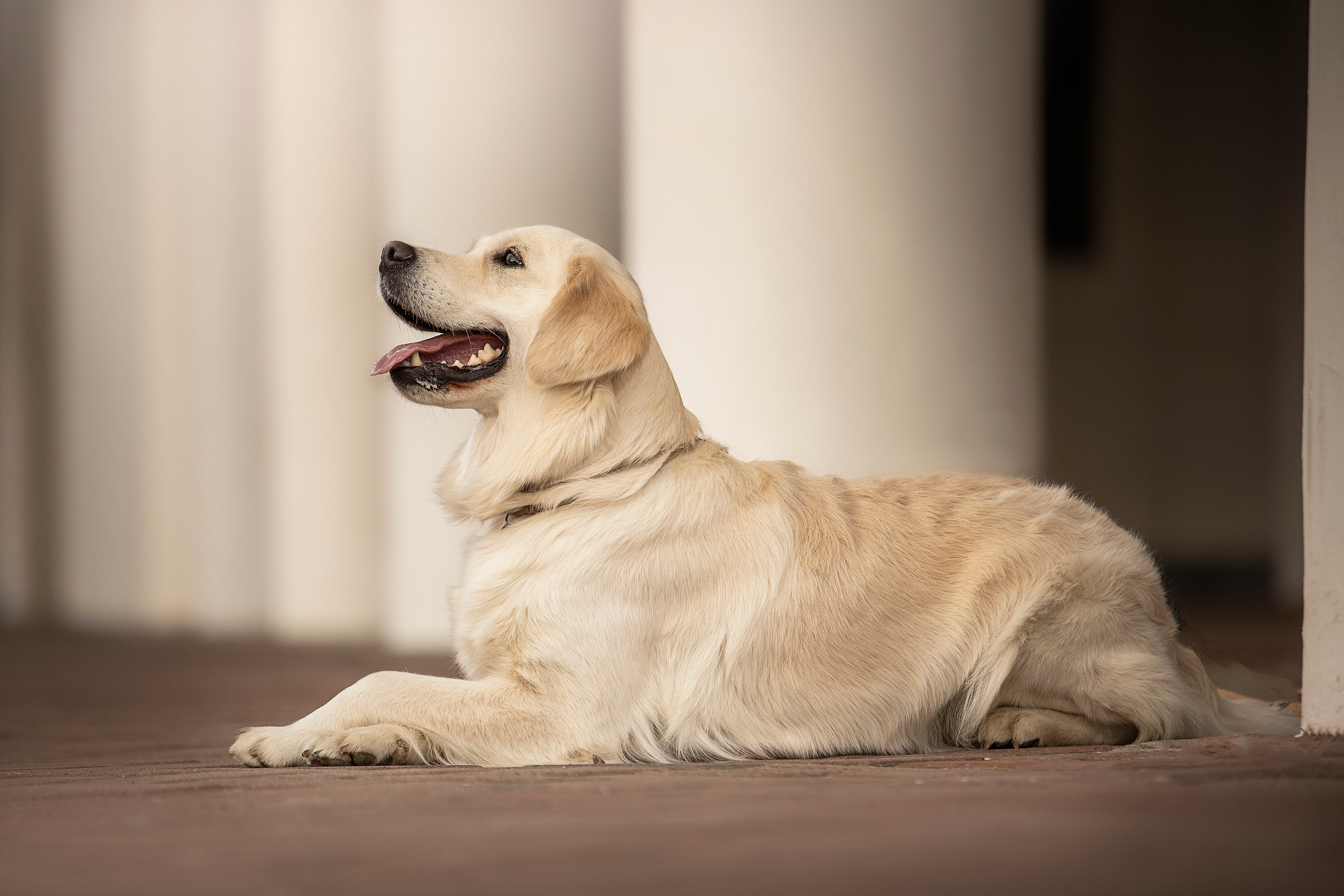 Молли и ее семья. Фотограф — Анималист | Санкт-Петербург