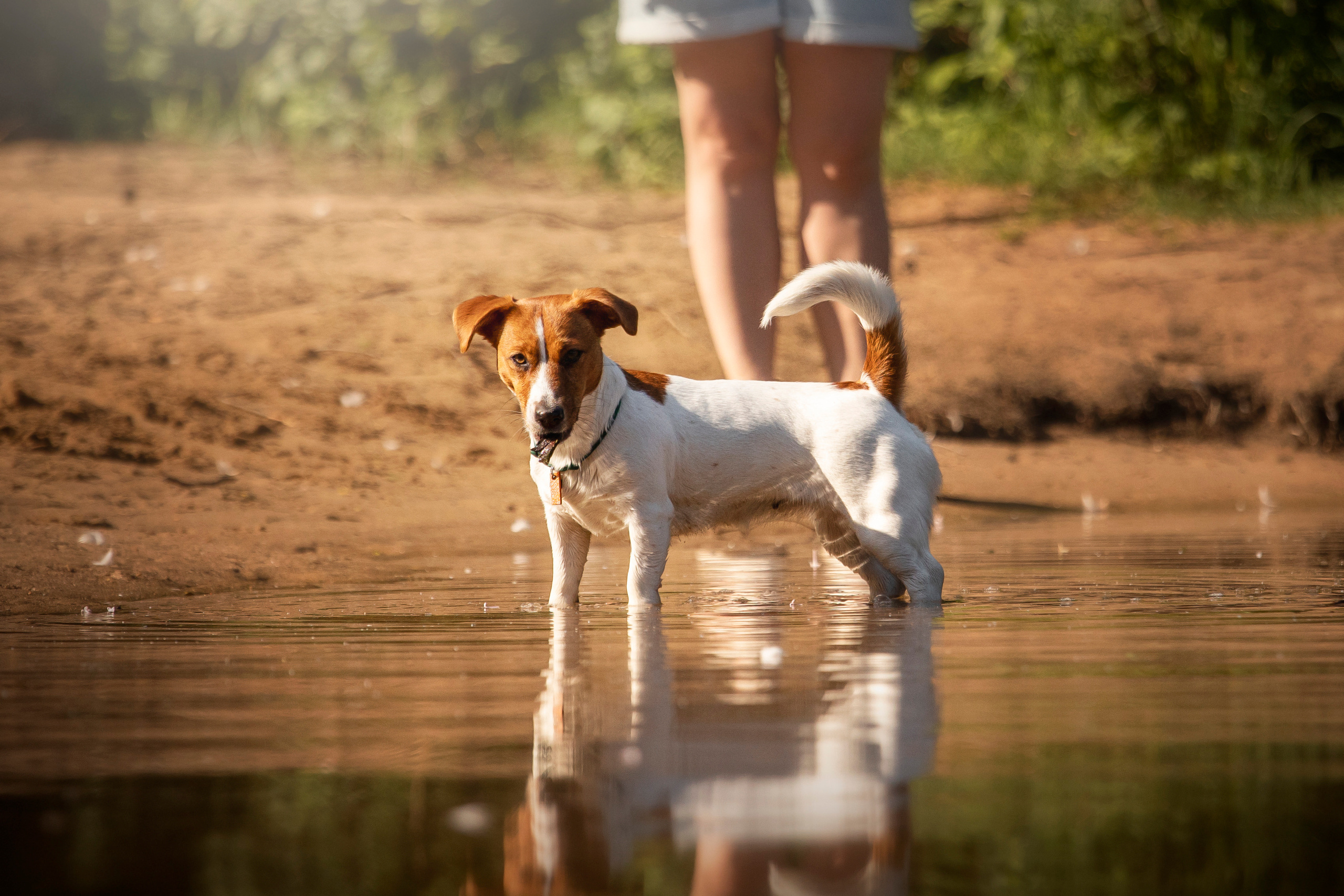 Наташа и Мерси. Фотограф — Анималист | Санкт-Петербург