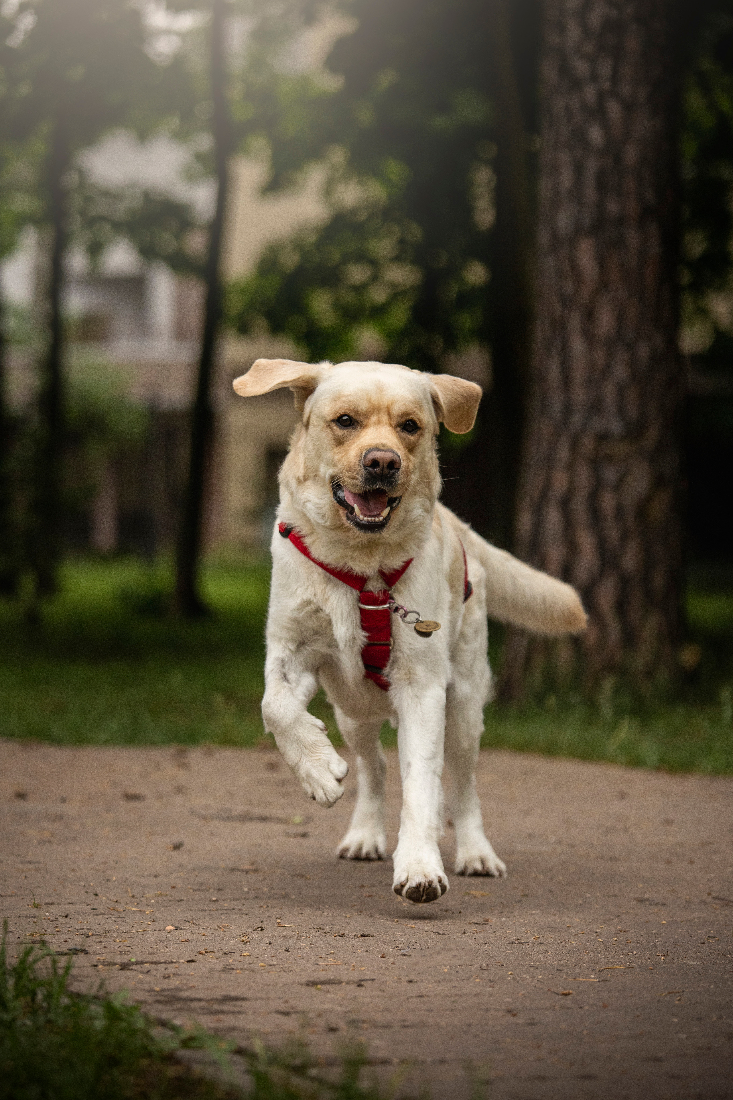 Наталья и Лорд. Фотограф — Анималист | Санкт-Петербург