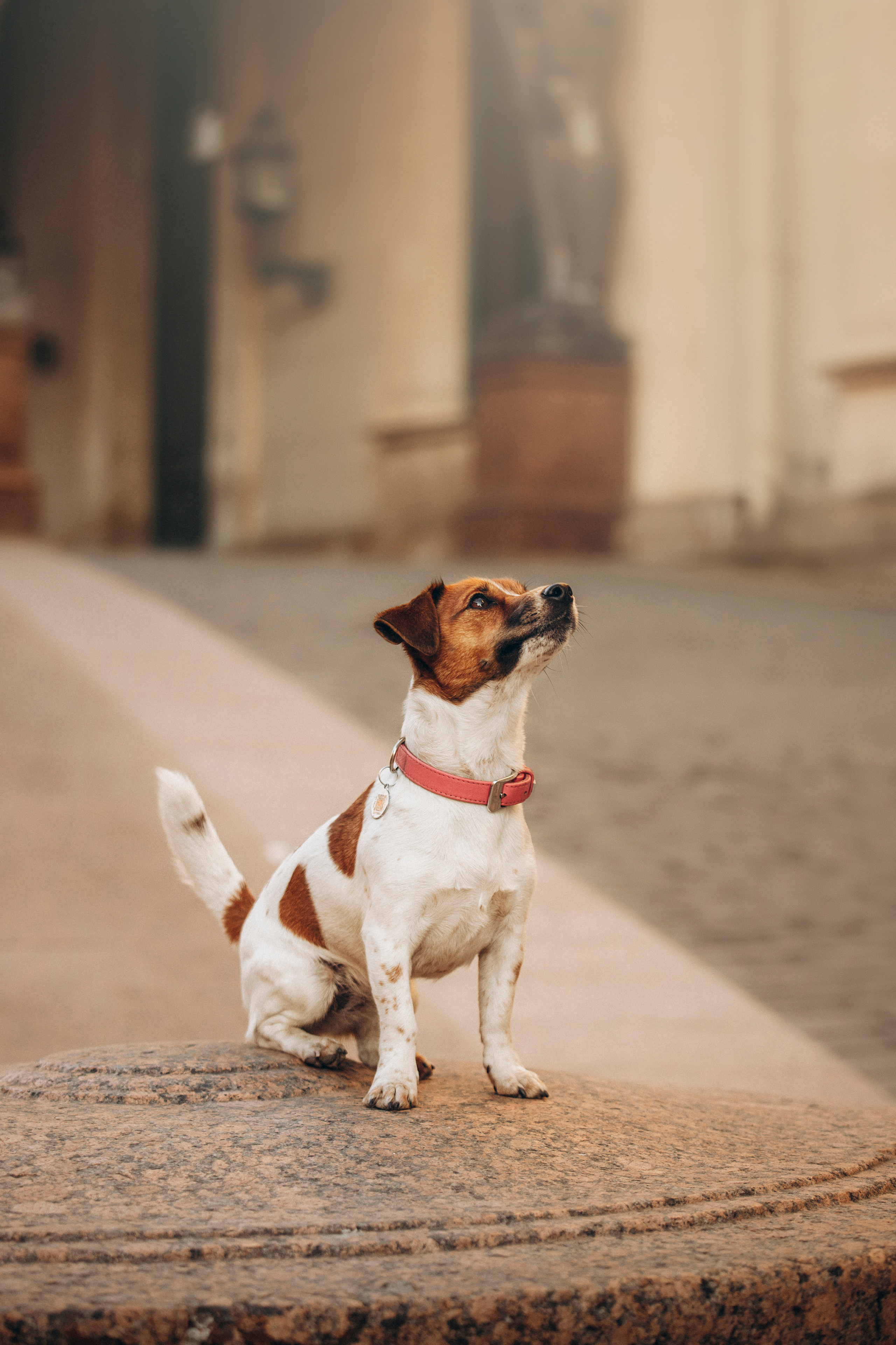 Лиза и Грета. Фотограф — Анималист | Санкт-Петербург