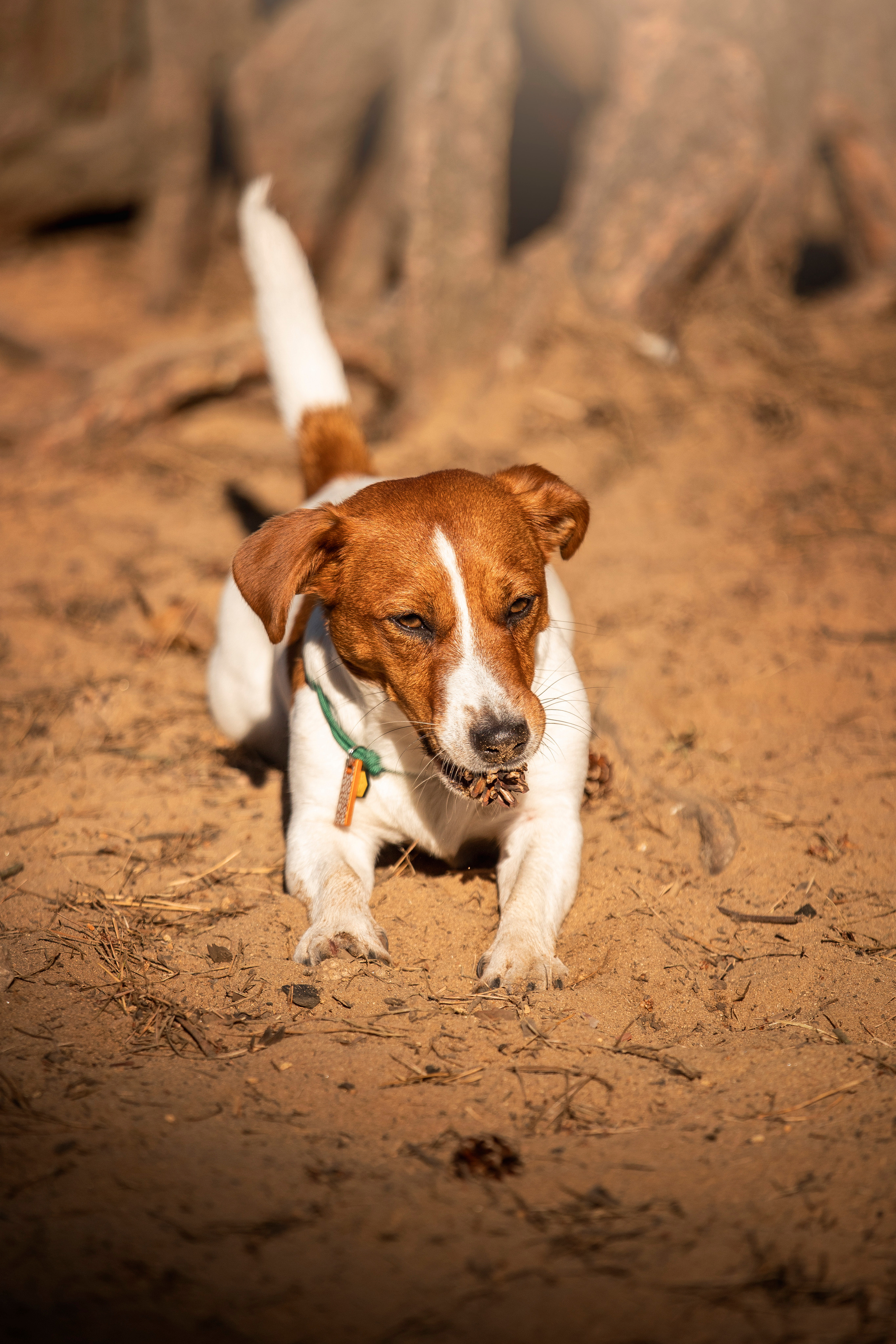 Наташа и Мерси. Фотограф — Анималист | Санкт-Петербург
