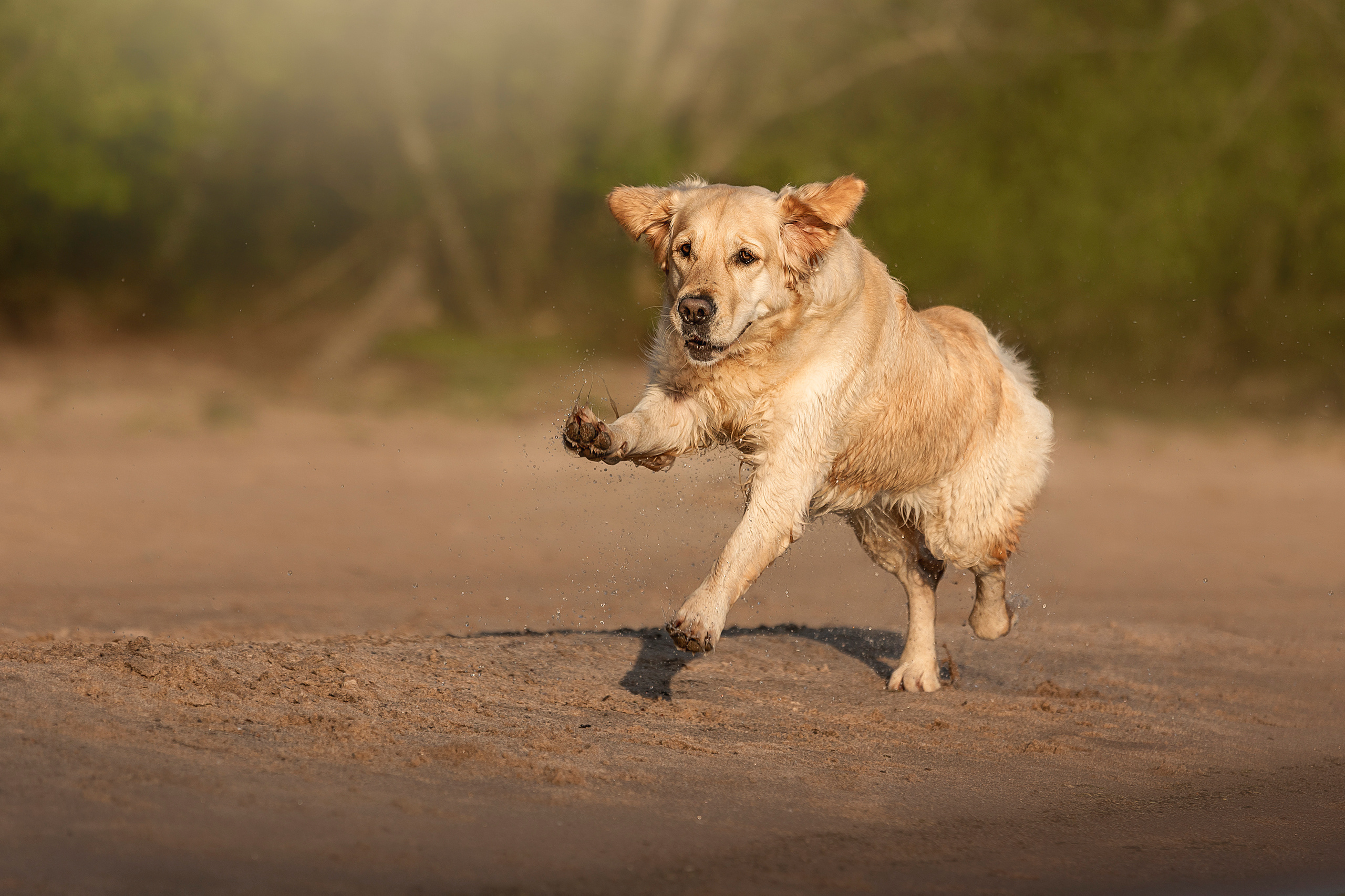 Марина и Чили. Фотограф — Анималист | Санкт-Петербург
