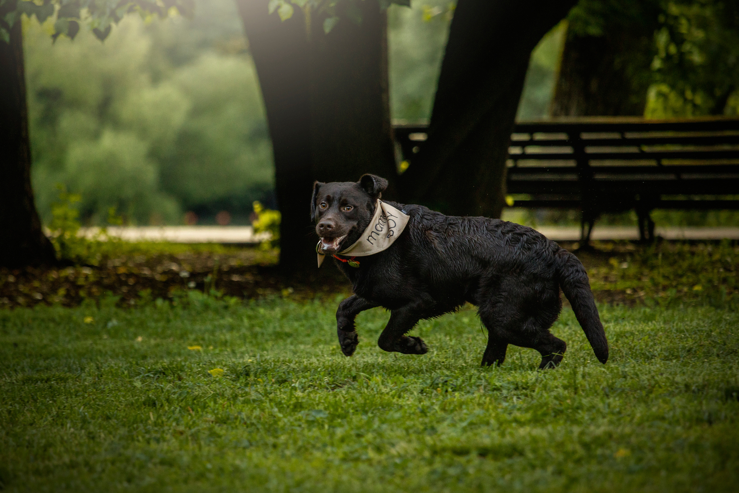 Арина и Сэмми. Фотограф — Анималист | Санкт-Петербург