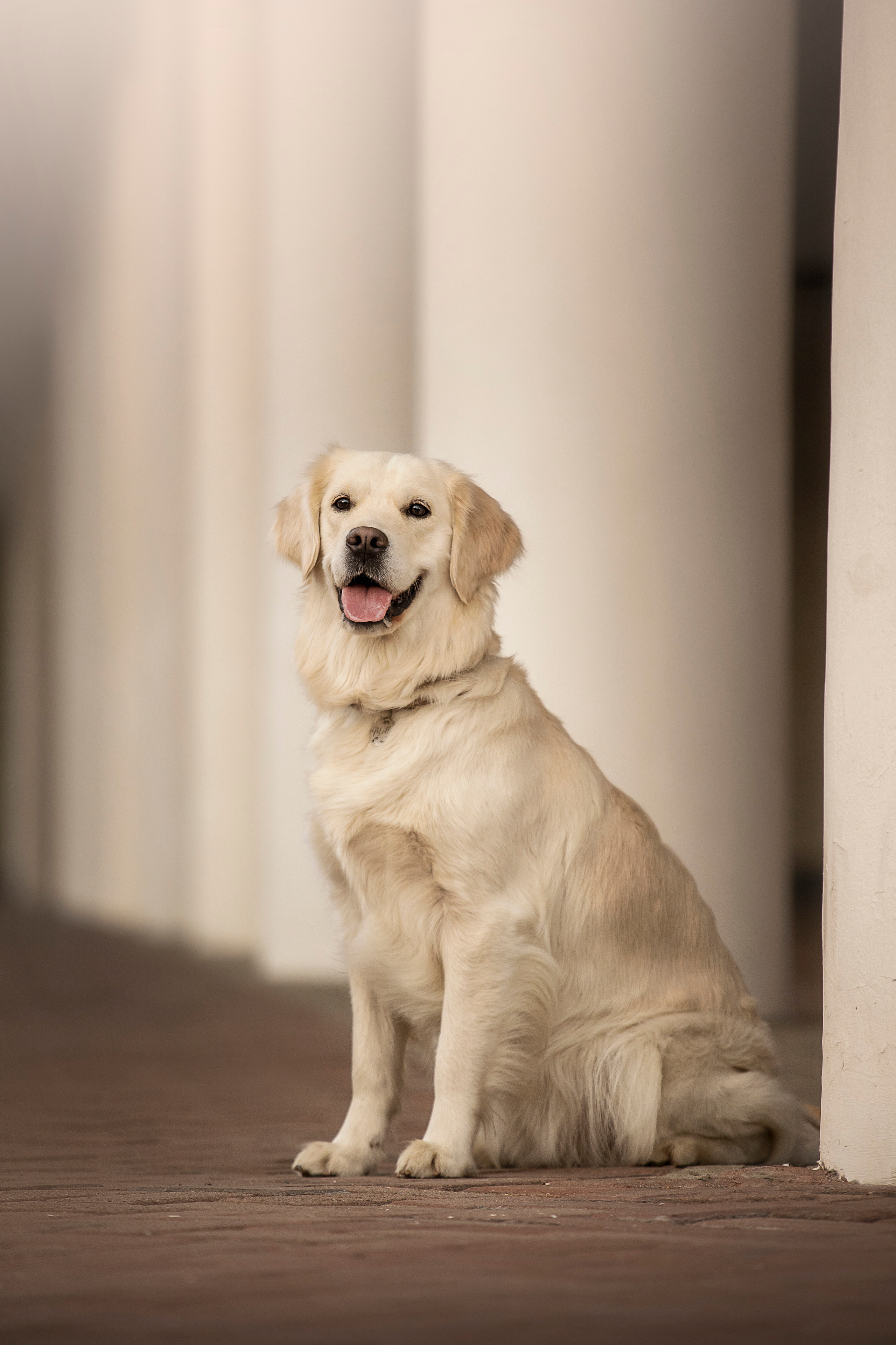 Молли и ее семья. Фотограф — Анималист | Санкт-Петербург