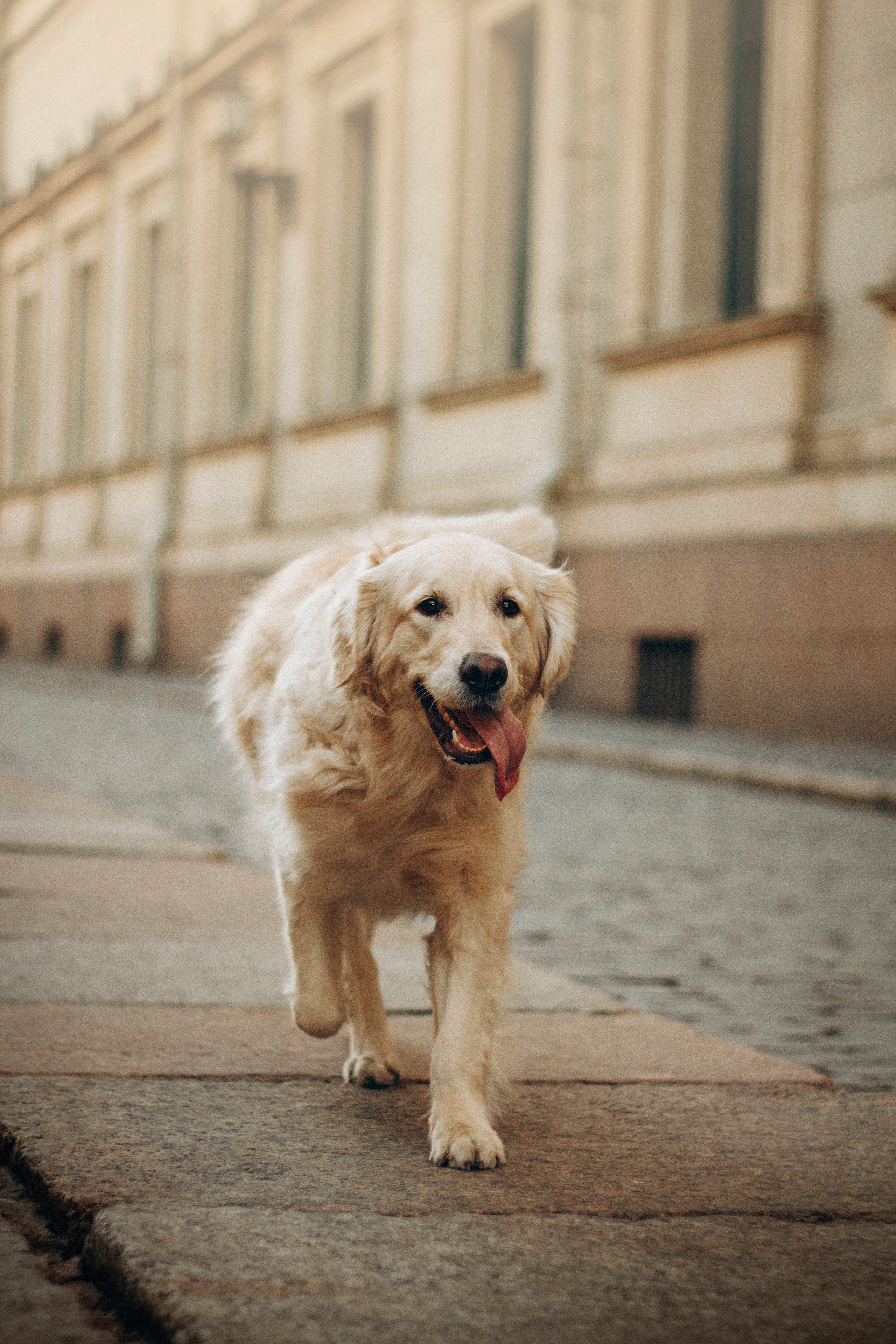 Настя и Марси. Фотограф — Анималист | Санкт-Петербург