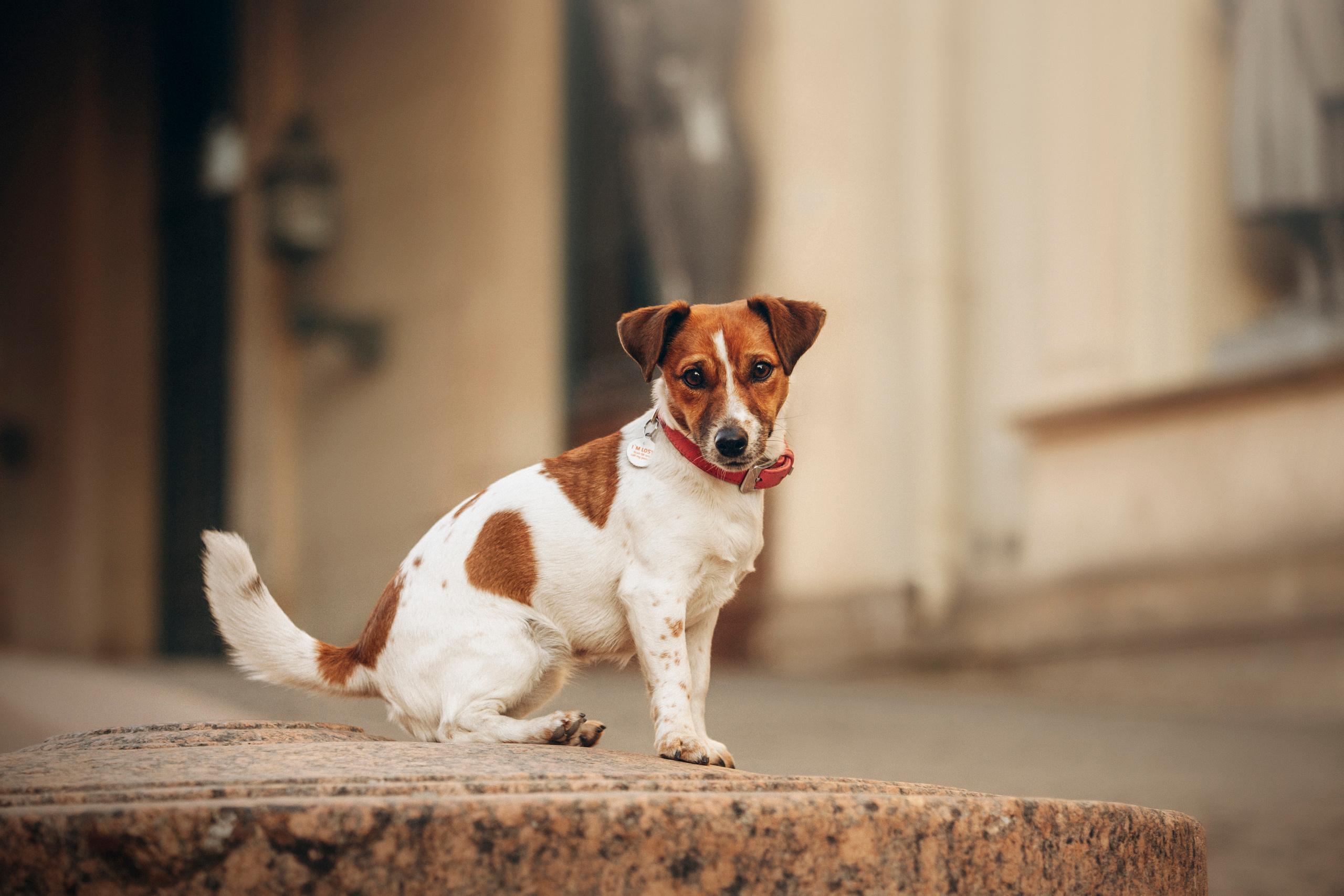 Лиза и Грета. Фотограф — Анималист | Санкт-Петербург