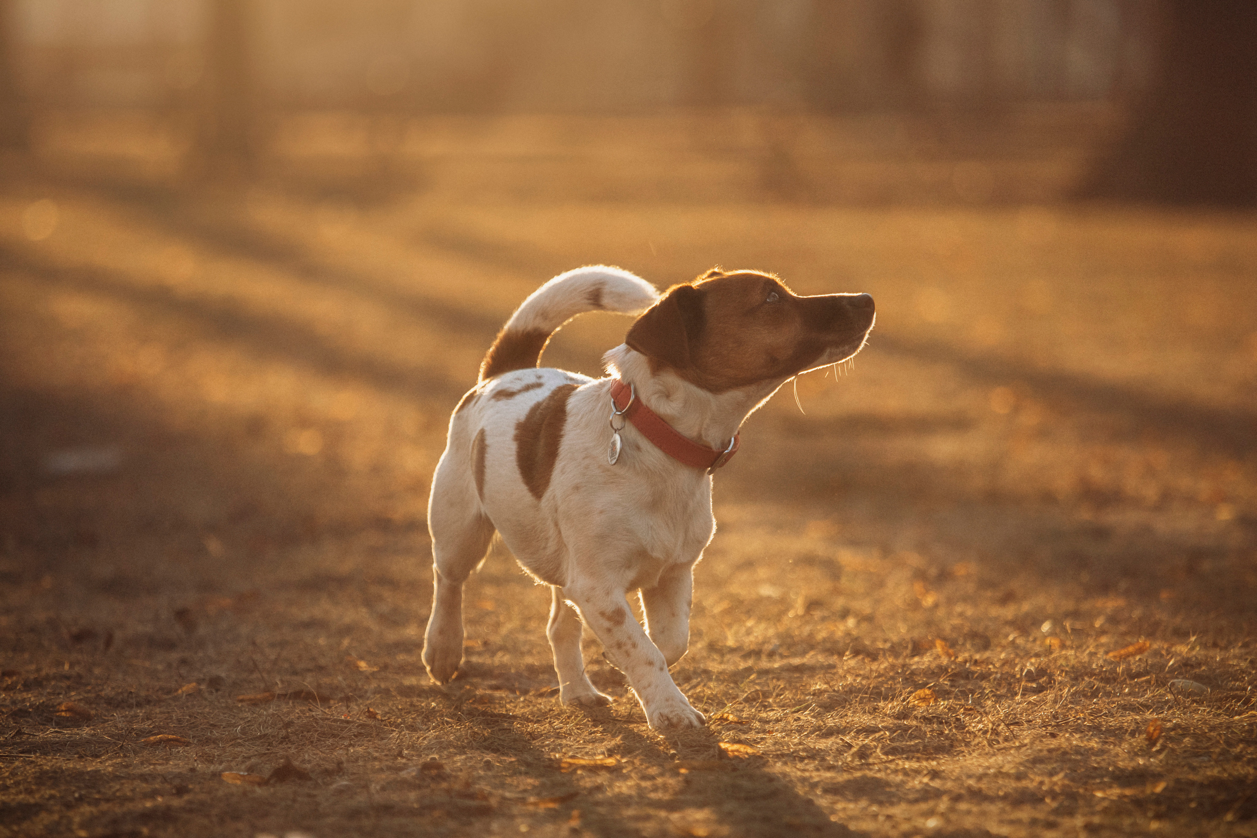 Лиза и Грета. Фотограф — Анималист | Санкт-Петербург