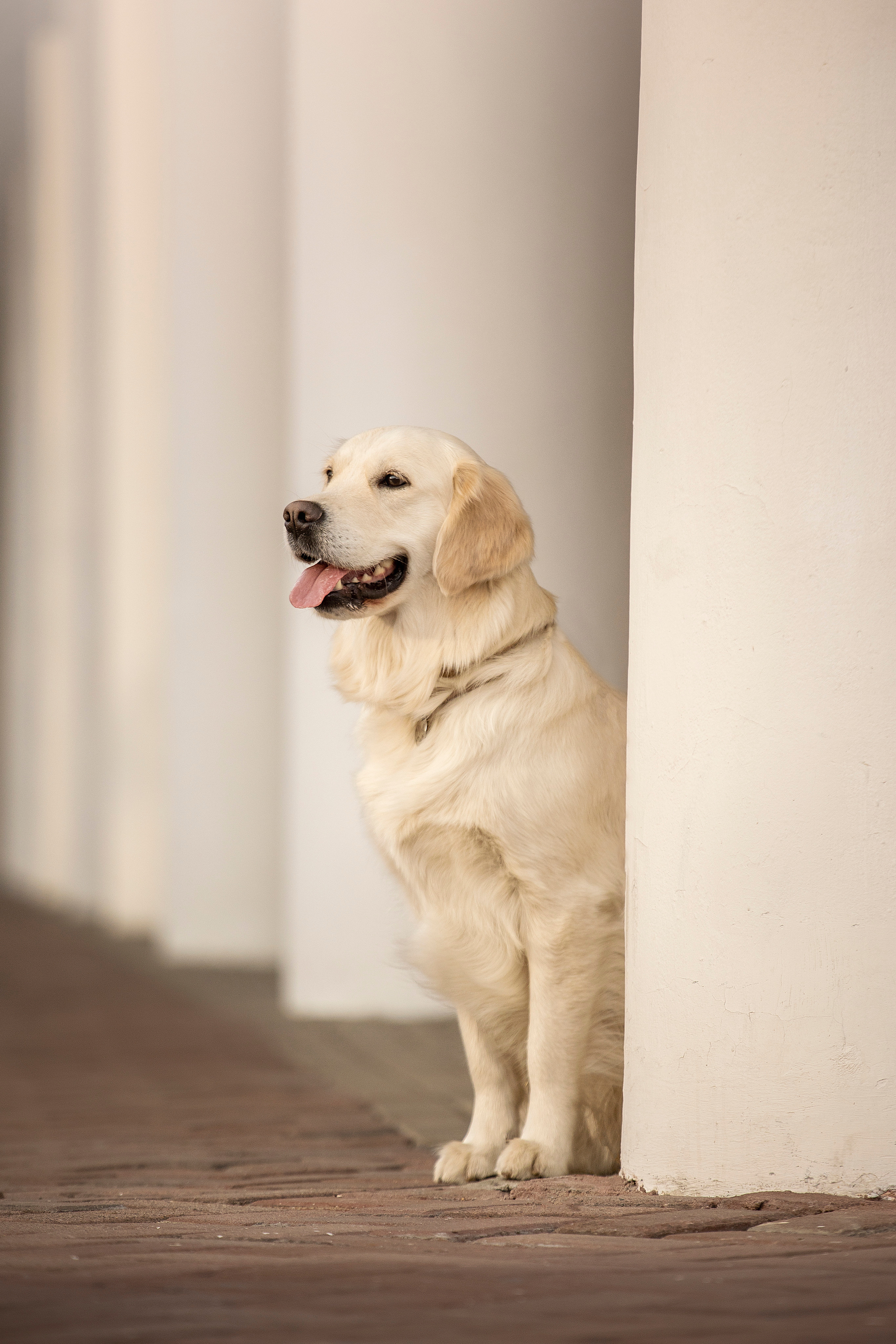 Молли и ее семья. Фотограф — Анималист | Санкт-Петербург