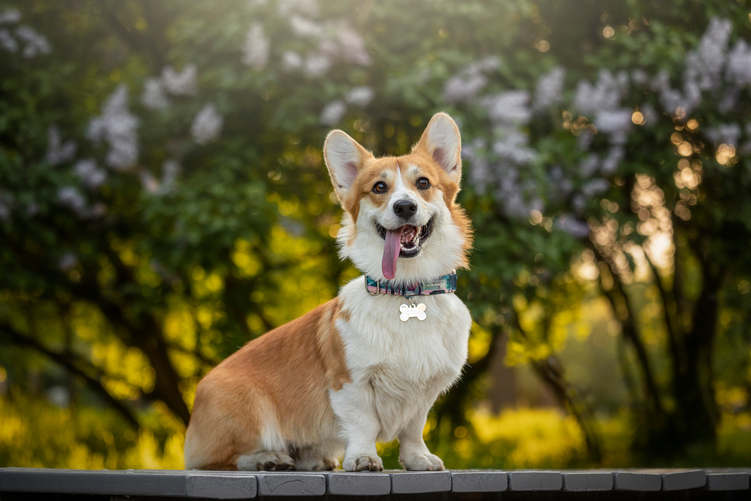 Настя и Стич. Фотограф — Анималист | Санкт-Петербург