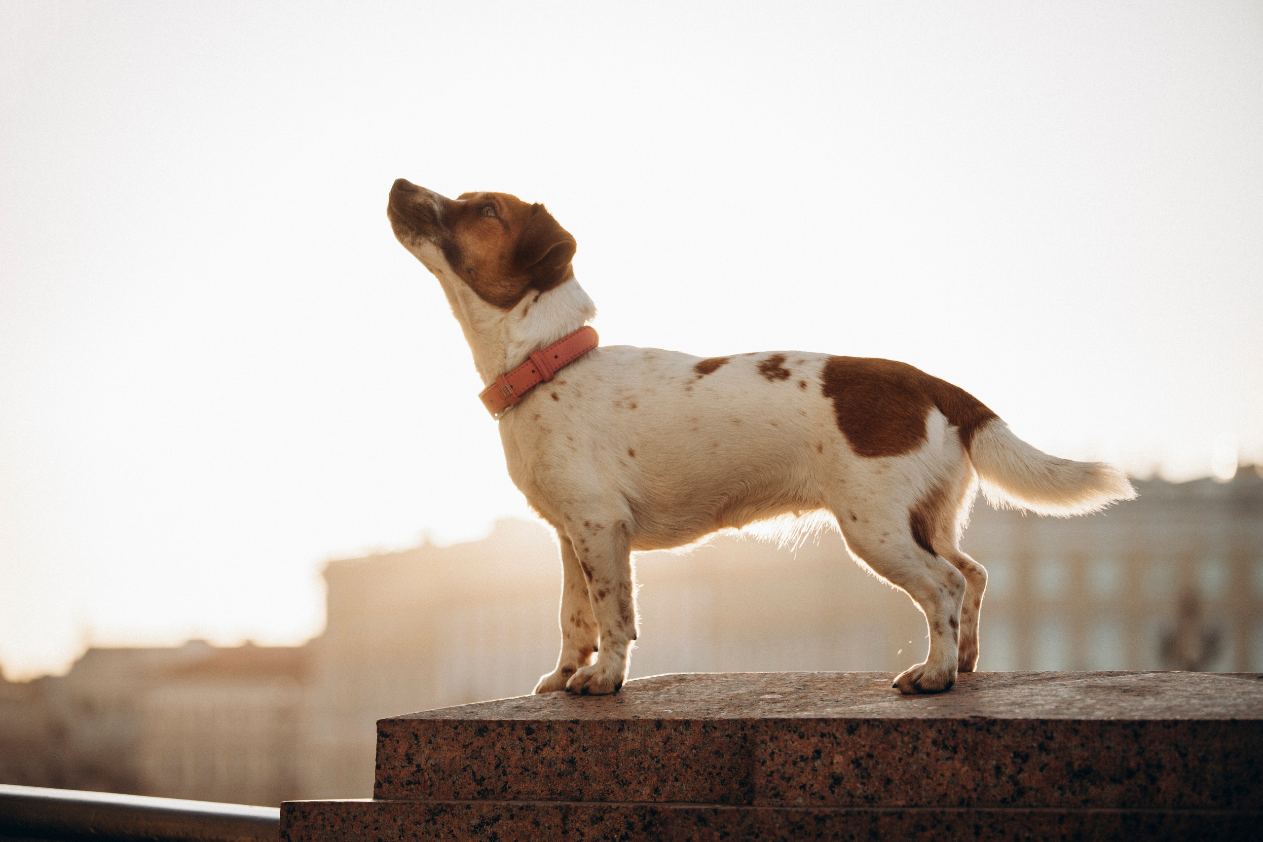 Лиза и Грета. Фотограф — Анималист | Санкт-Петербург
