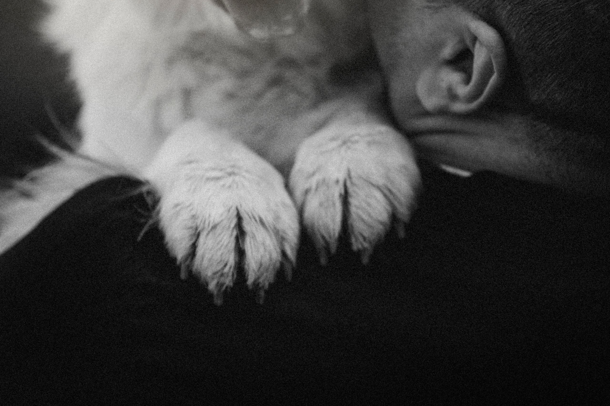 Молли и ее семья. Фотограф — Анималист | Санкт-Петербург