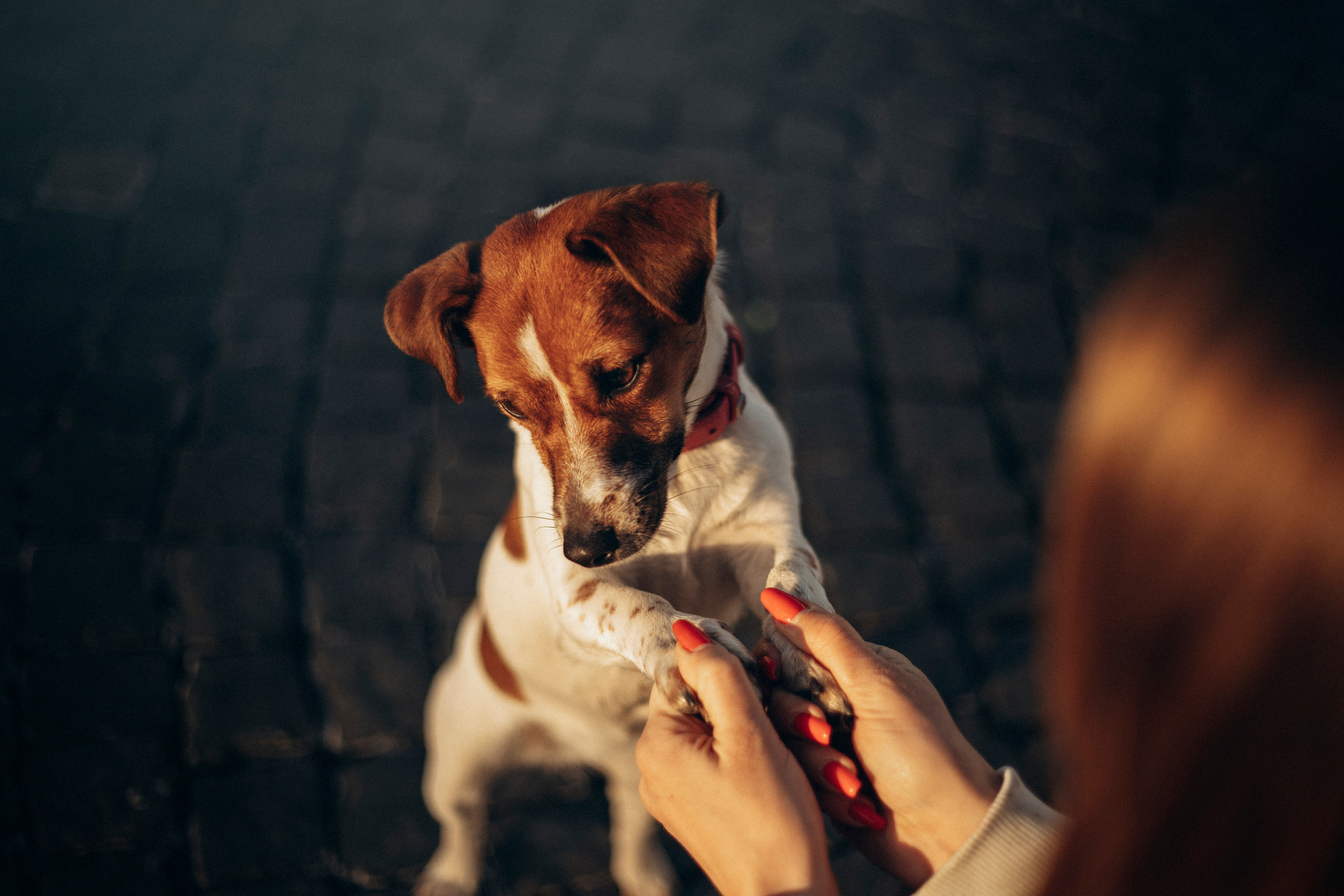 Лиза и Грета. Фотограф — Анималист | Санкт-Петербург