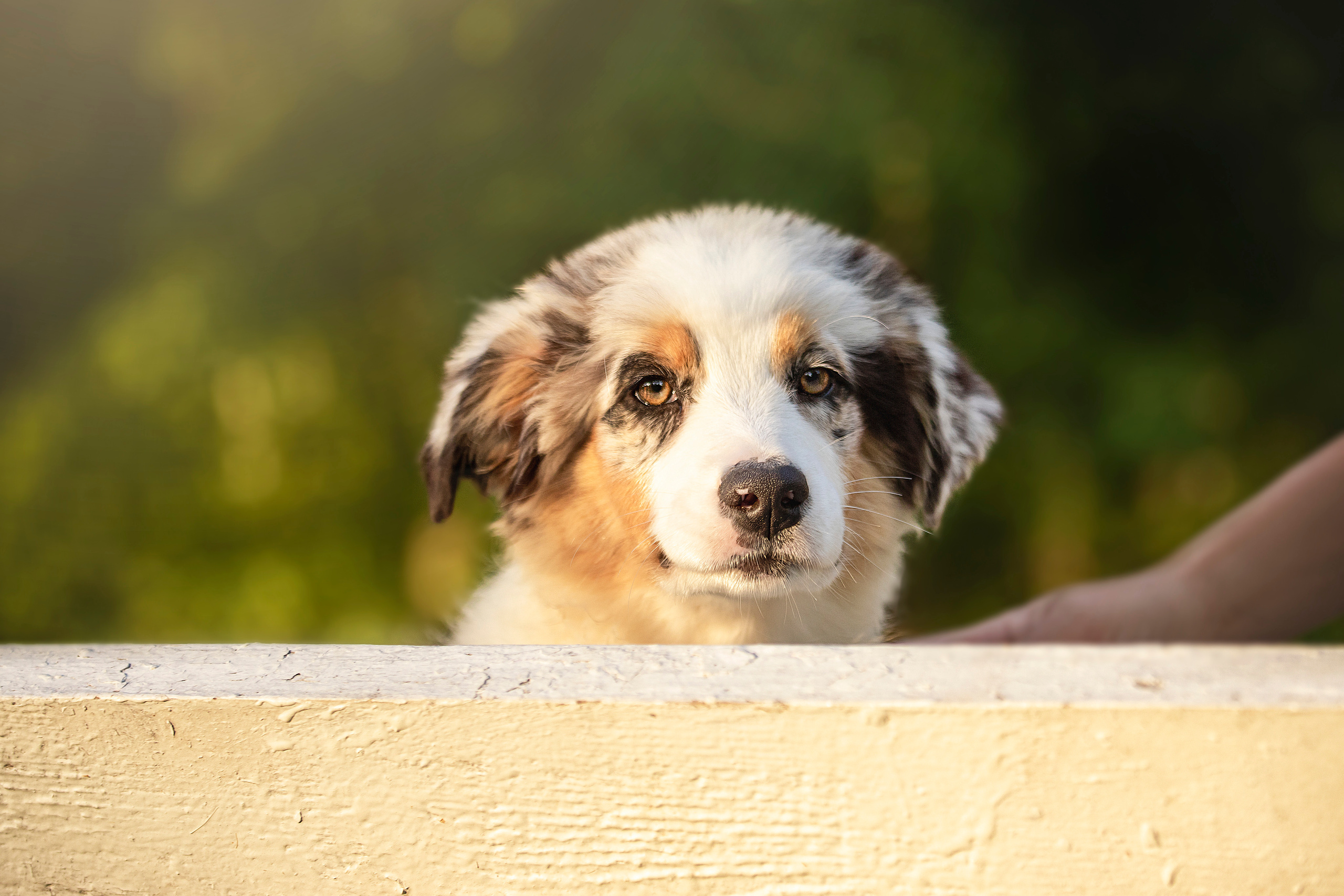 Ирина и Кайса. Фотограф — Анималист | Санкт-Петербург