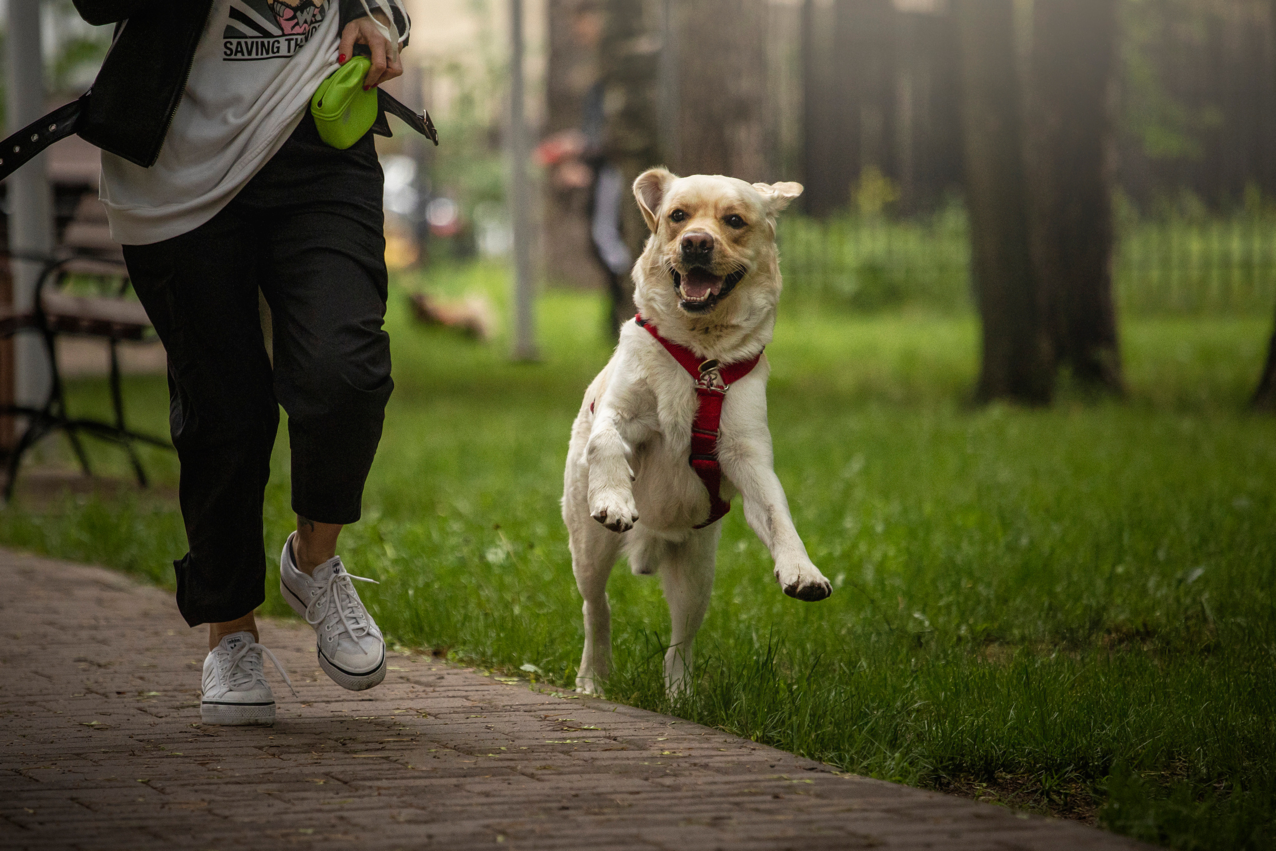 Наталья и Лорд. Фотограф — Анималист | Санкт-Петербург