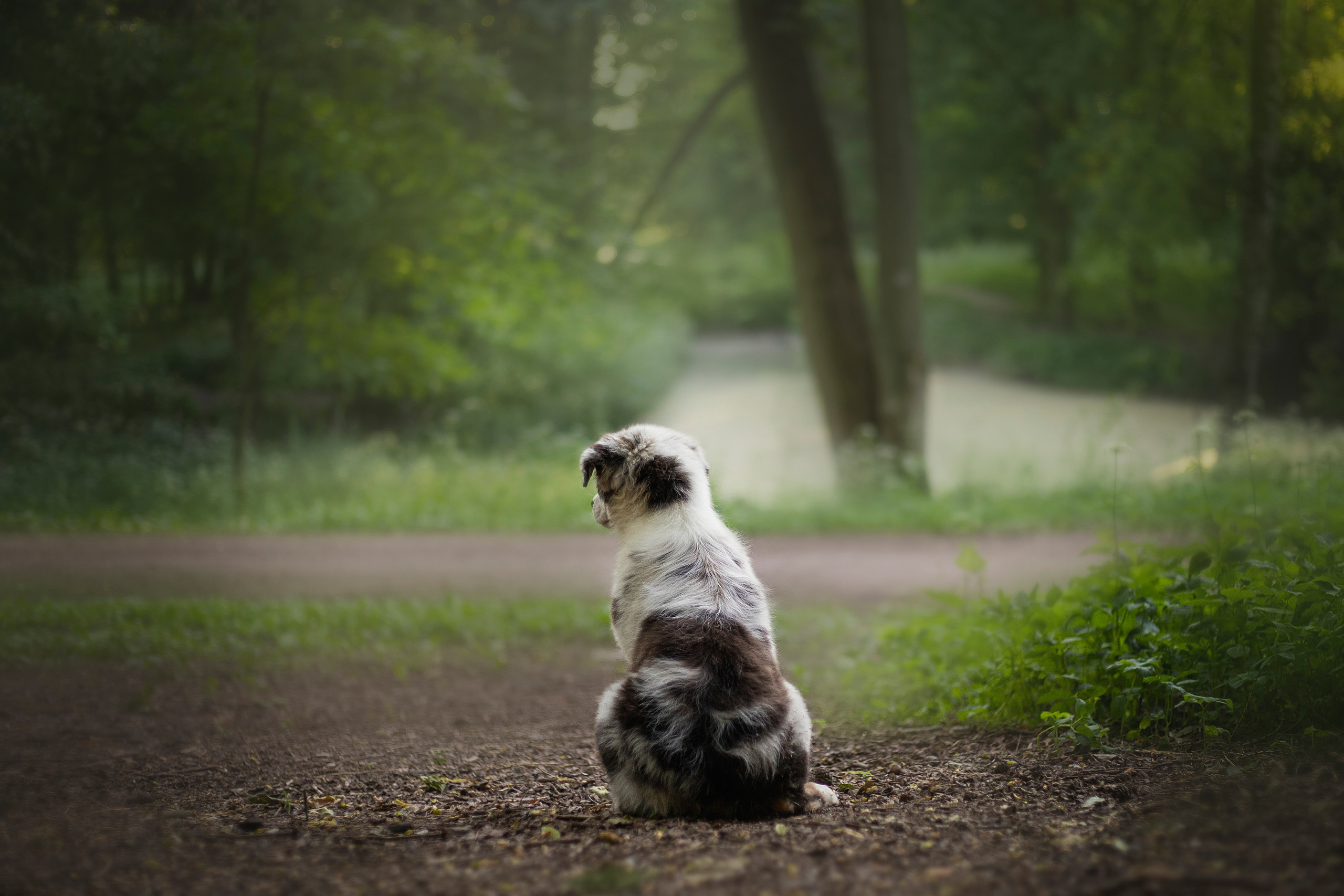 Ирина и Кайса. Фотограф — Анималист | Санкт-Петербург