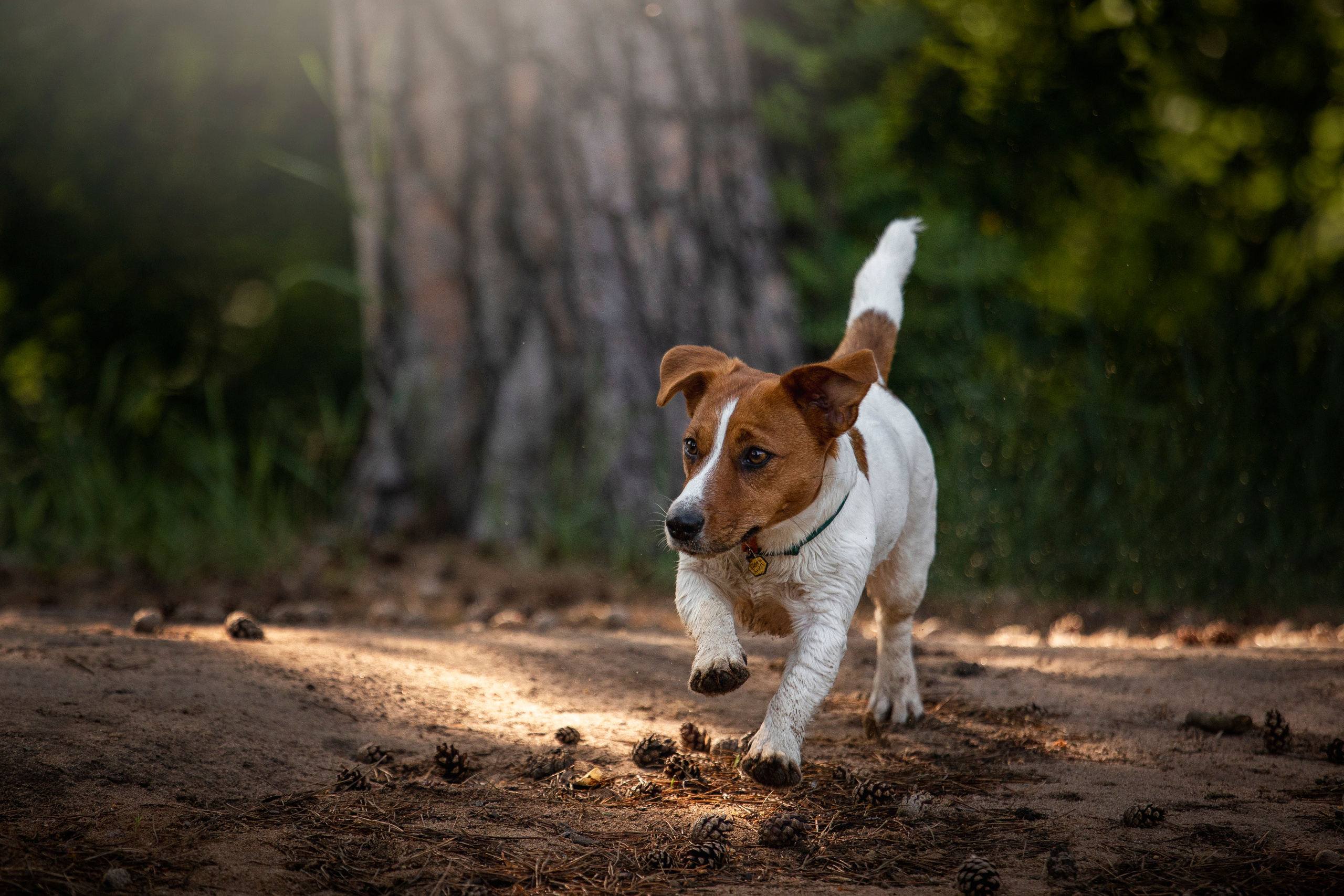 Наташа и Мерси. Фотограф — Анималист | Санкт-Петербург