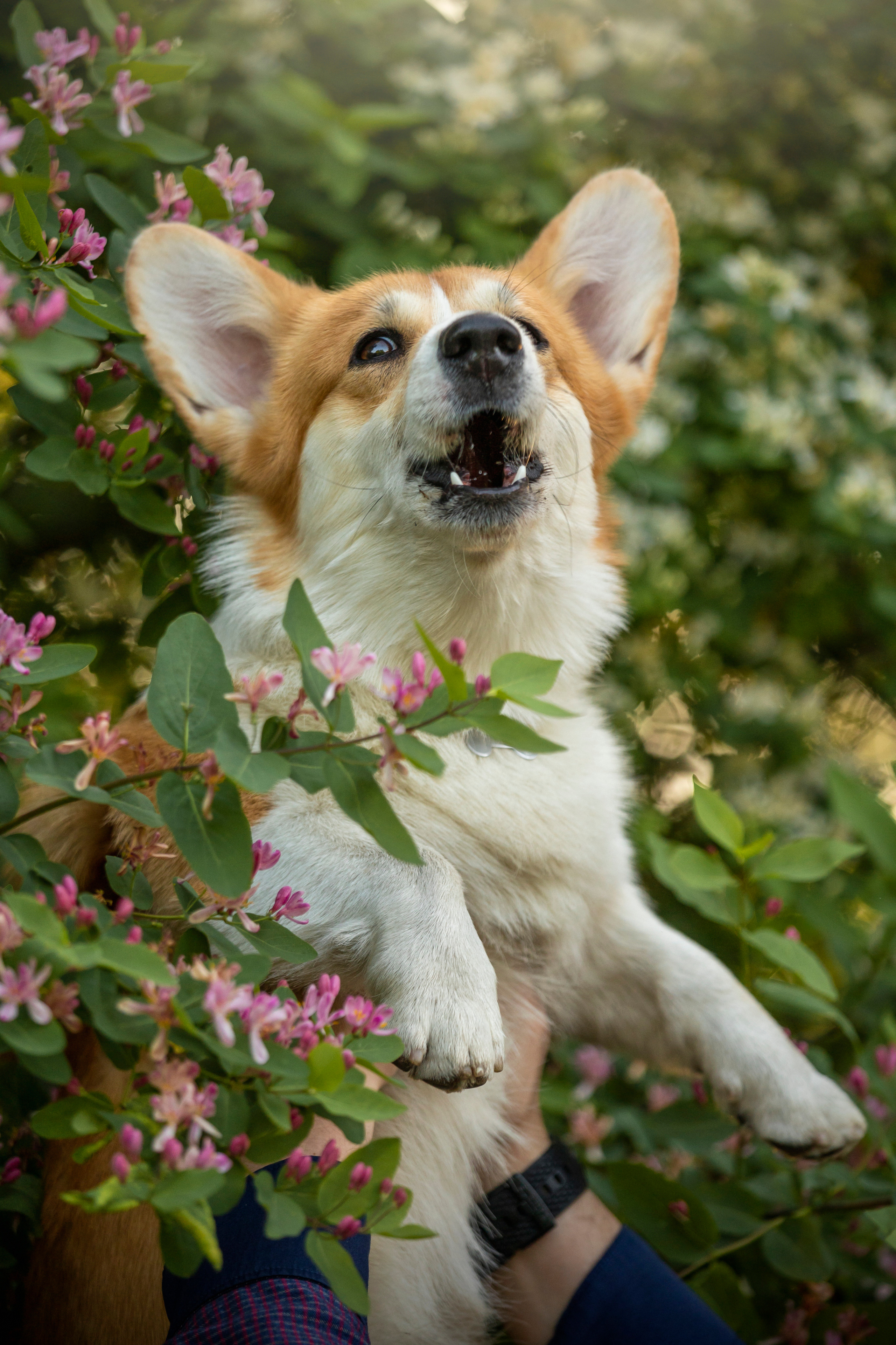 Настя и Стич. Фотограф — Анималист | Санкт-Петербург