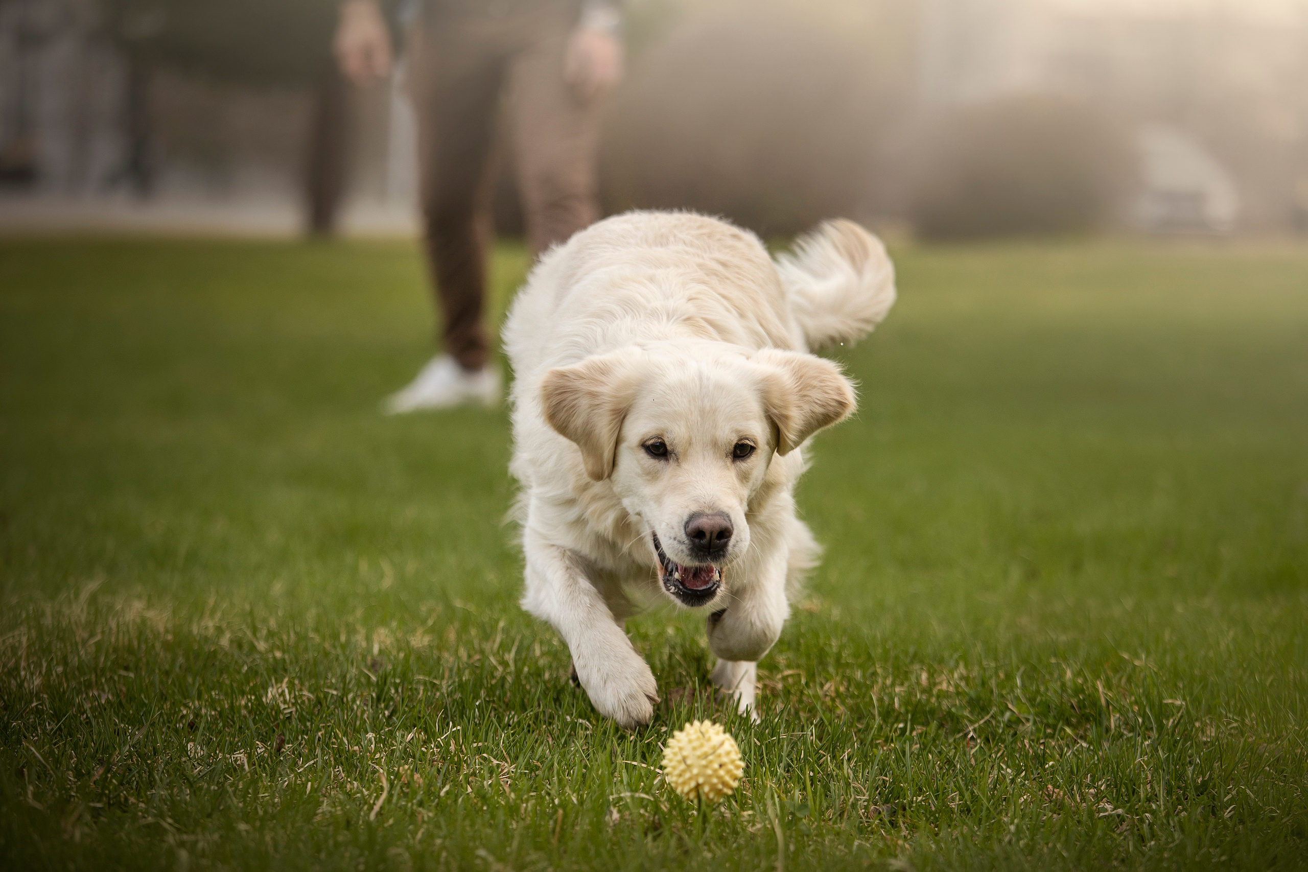 Молли и ее семья. Фотограф — Анималист | Санкт-Петербург