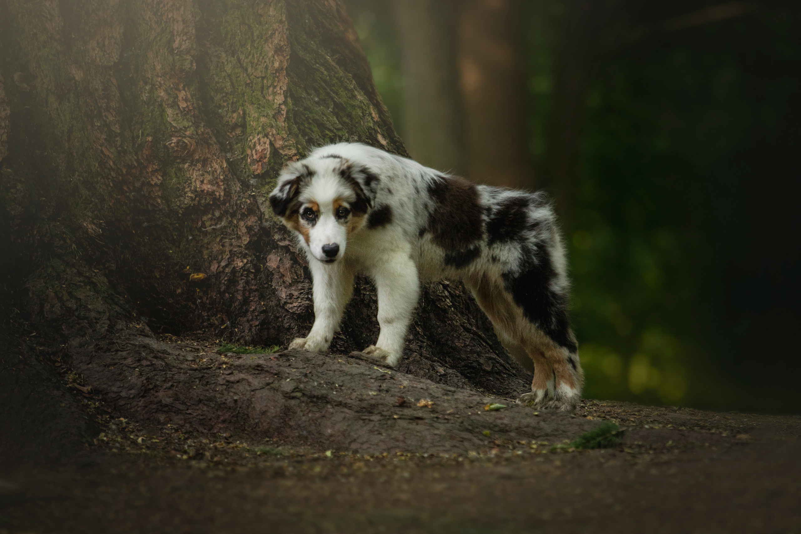 Ирина и Кайса. Фотограф — Анималист | Санкт-Петербург