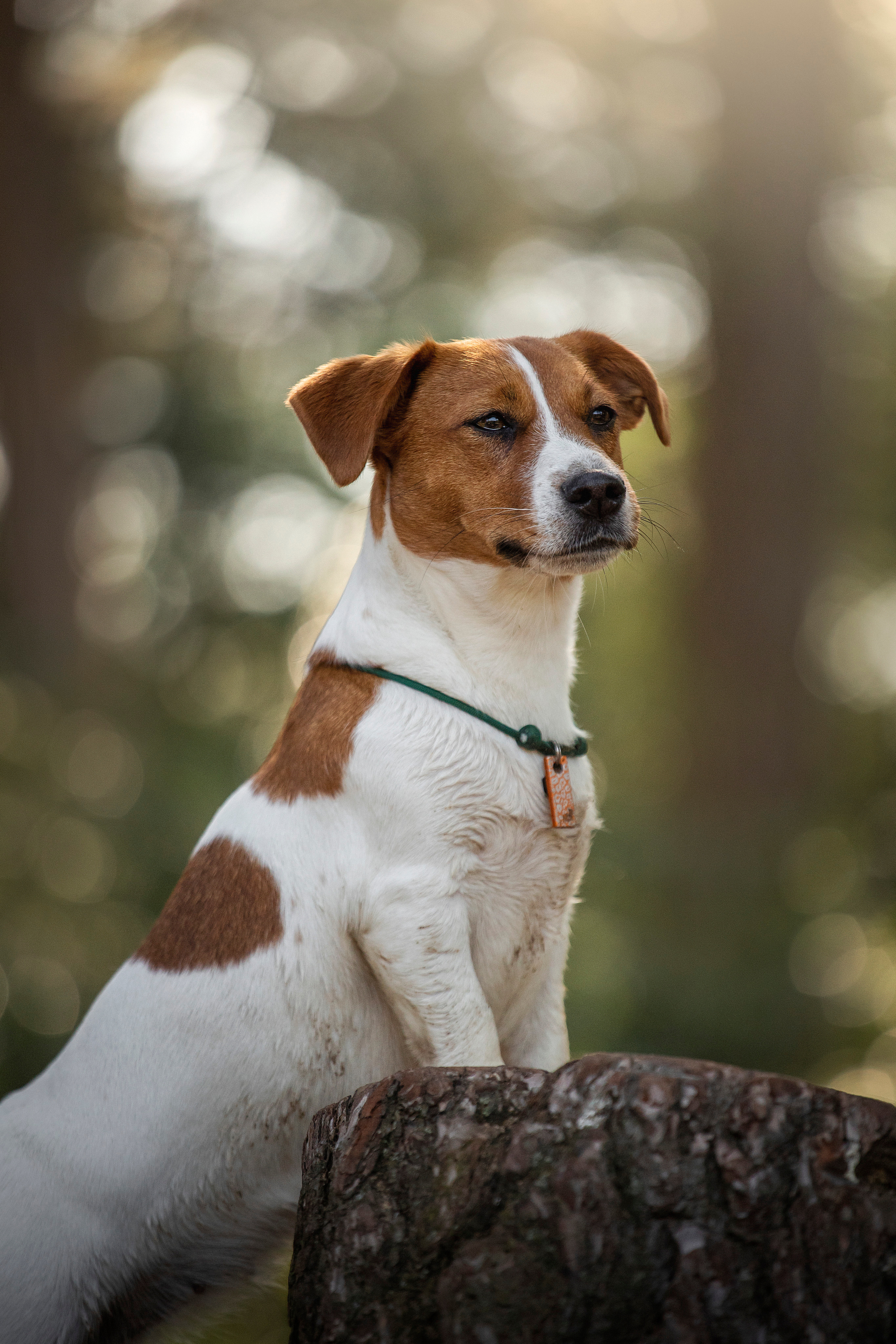 Наташа и Мерси. Фотограф — Анималист | Санкт-Петербург