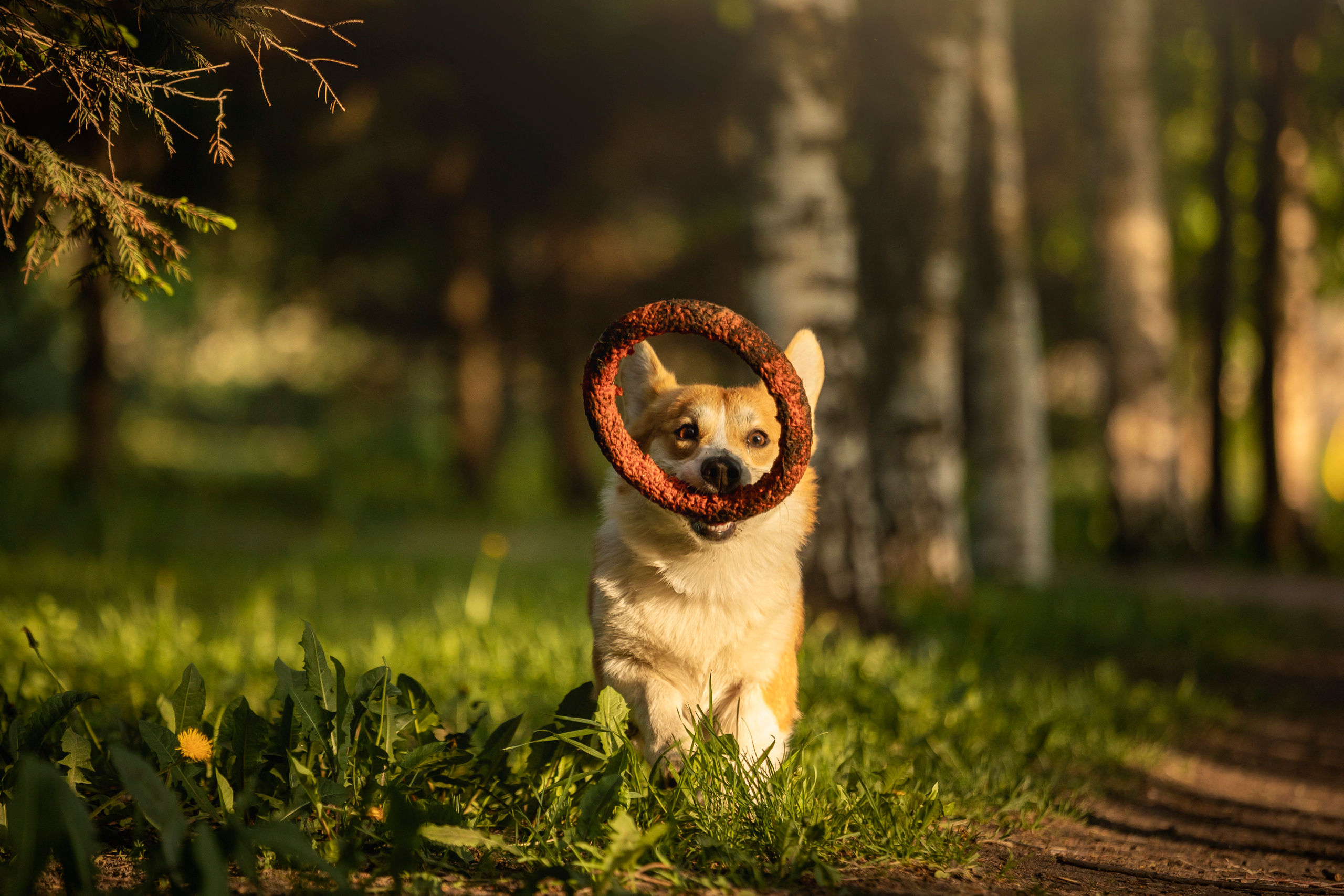 Настя и Стич. Фотограф — Анималист | Санкт-Петербург