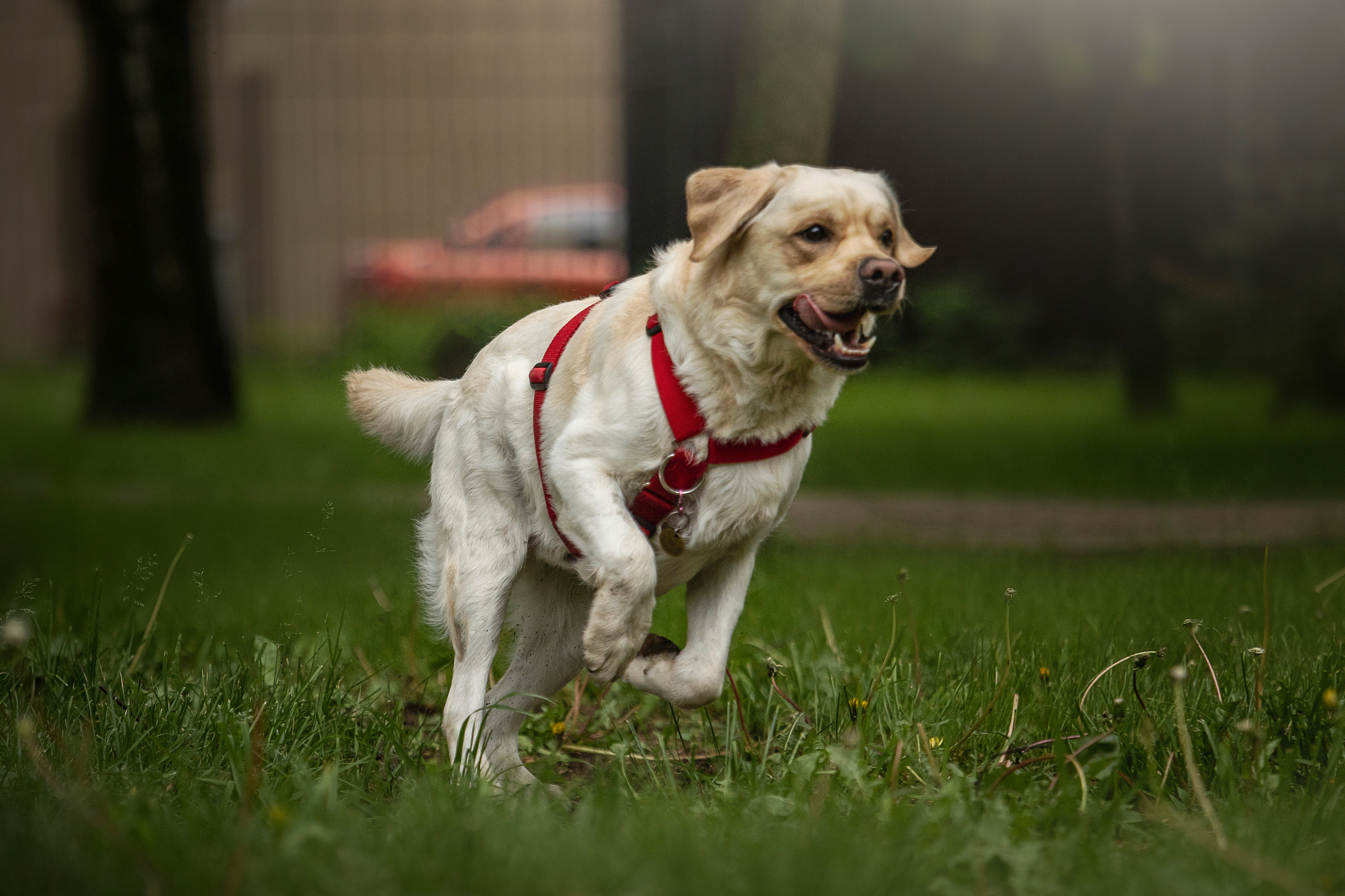 Наталья и Лорд. Фотограф — Анималист | Санкт-Петербург
