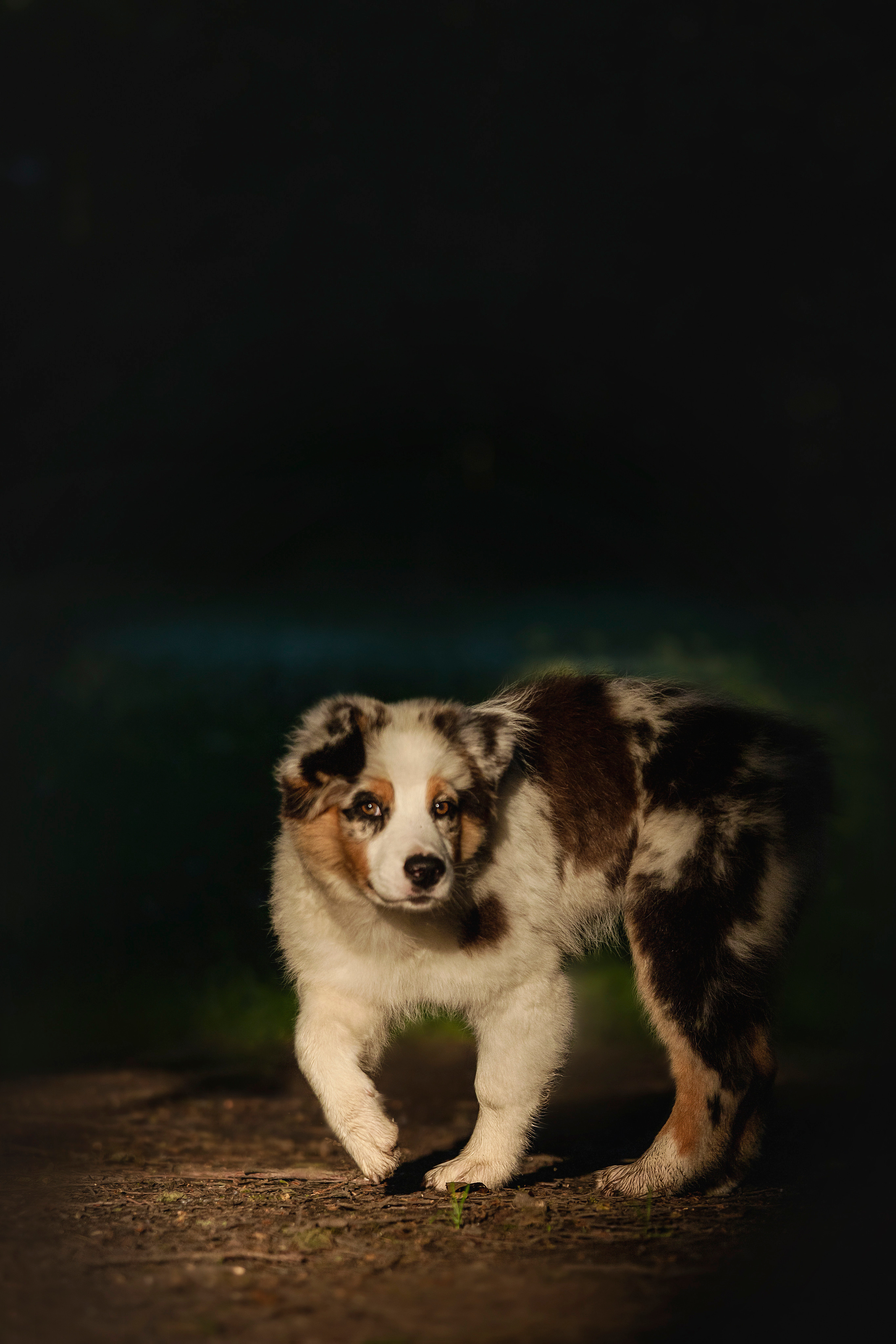 Ирина и Кайса. Фотограф — Анималист | Санкт-Петербург