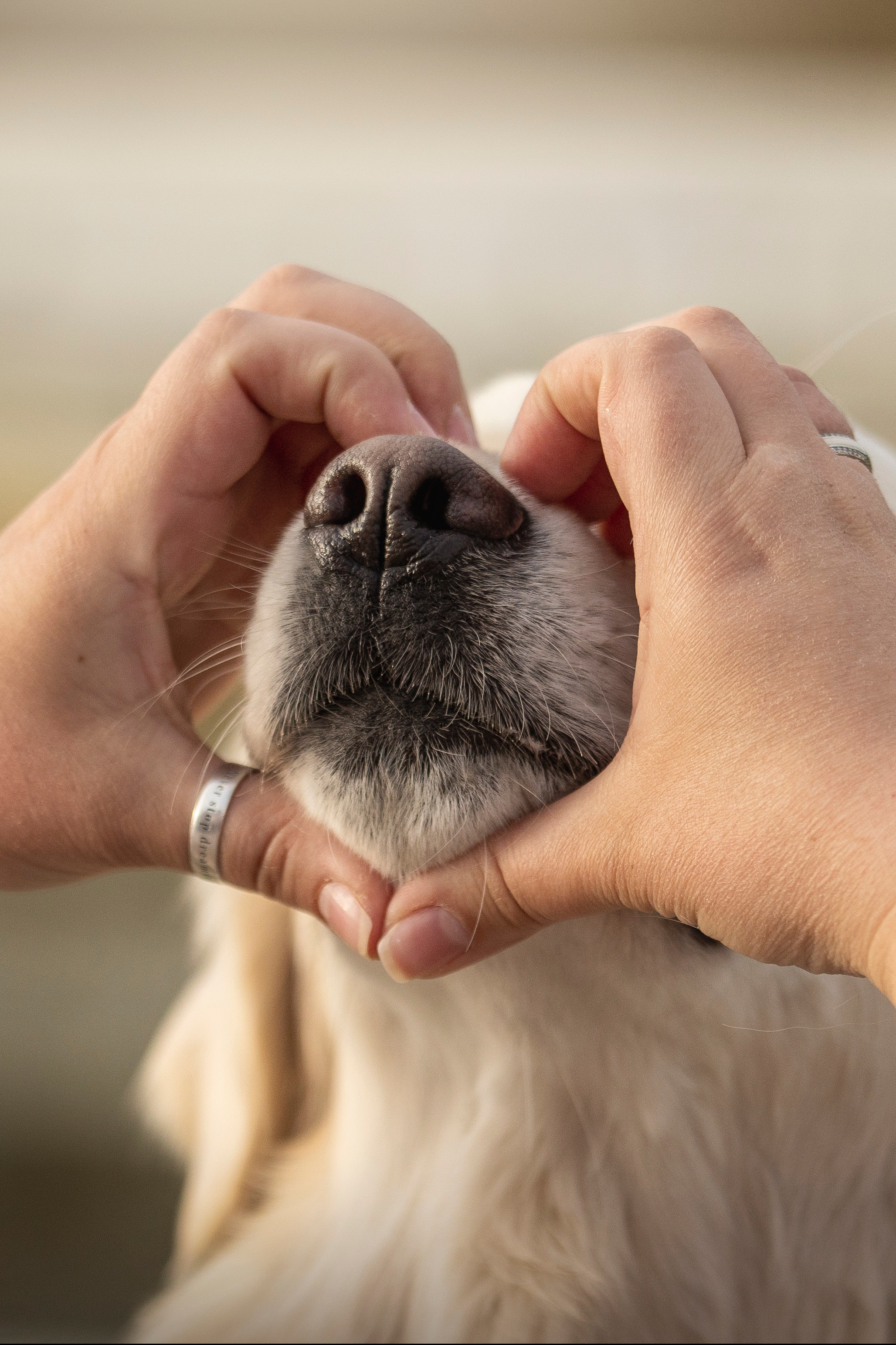 Молли и ее семья. Фотограф — Анималист | Санкт-Петербург
