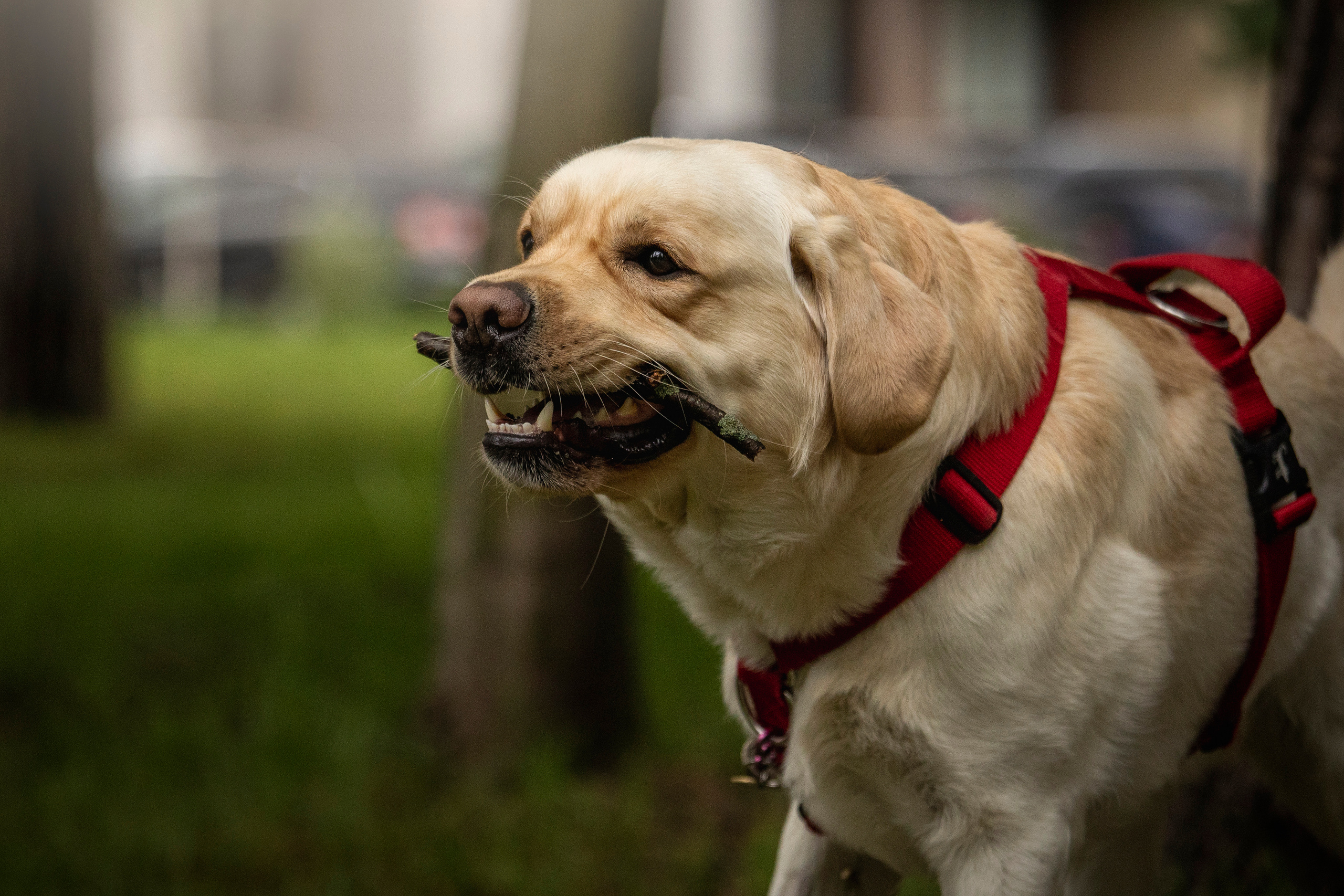 Наталья и Лорд. Фотограф — Анималист | Санкт-Петербург