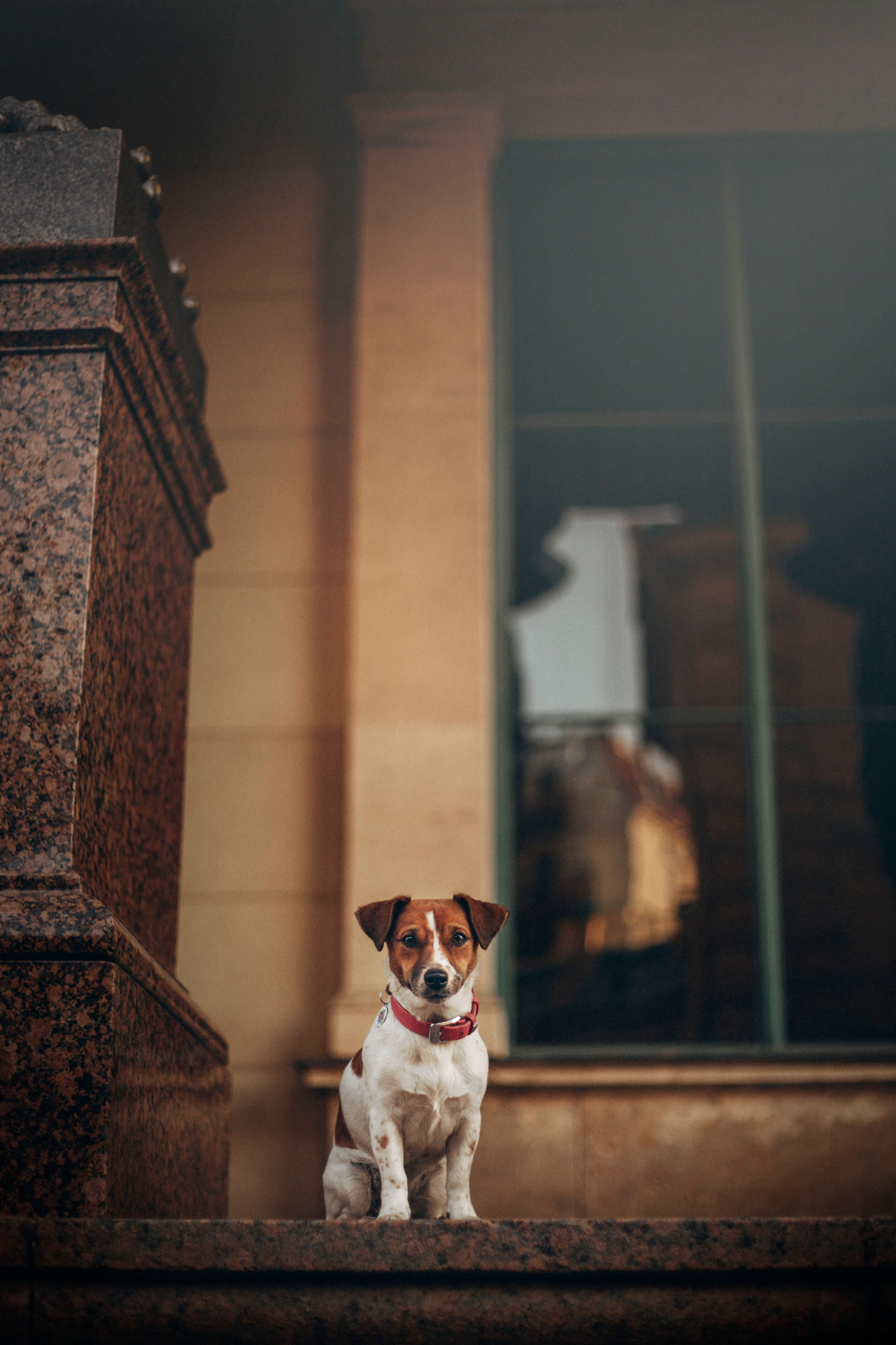 Лиза и Грета. Фотограф — Анималист | Санкт-Петербург