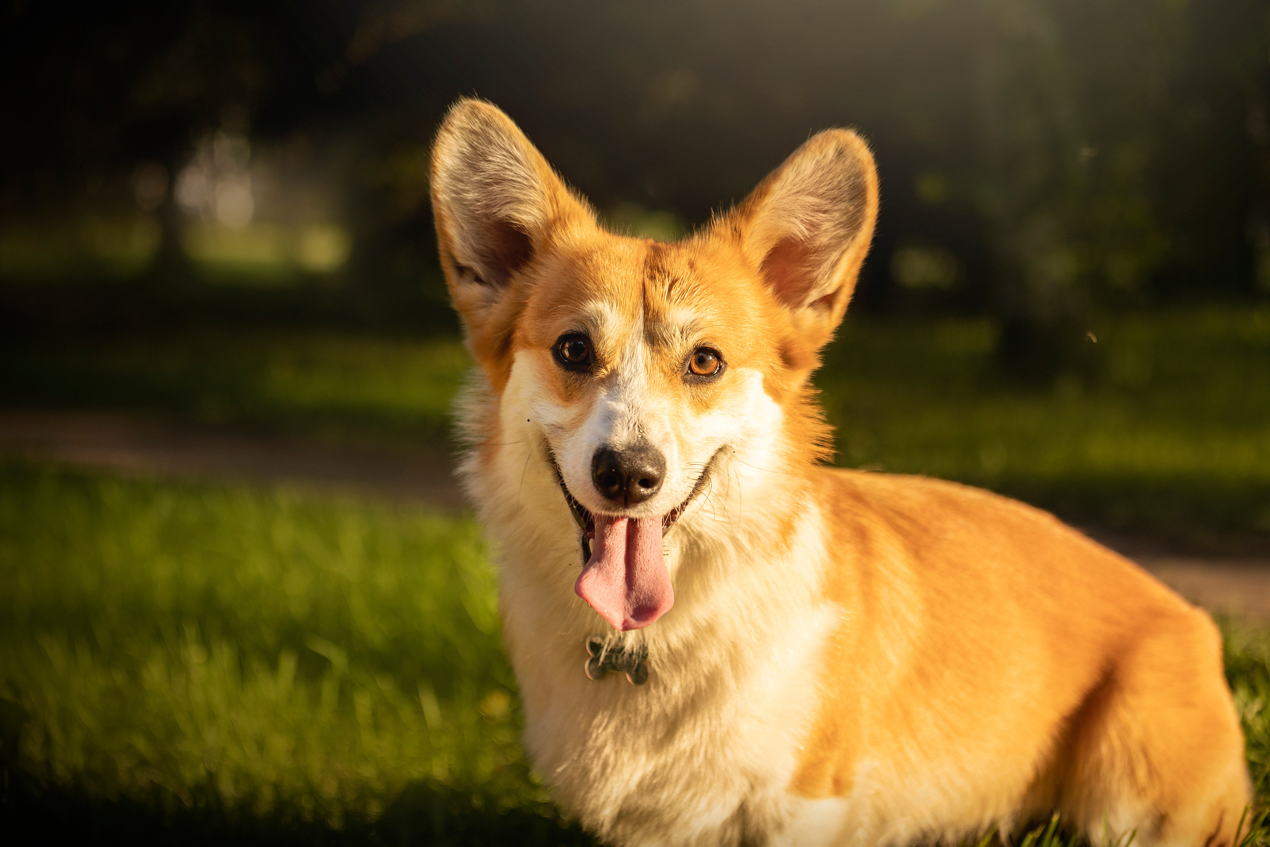 Настя и Стич. Фотограф — Анималист | Санкт-Петербург