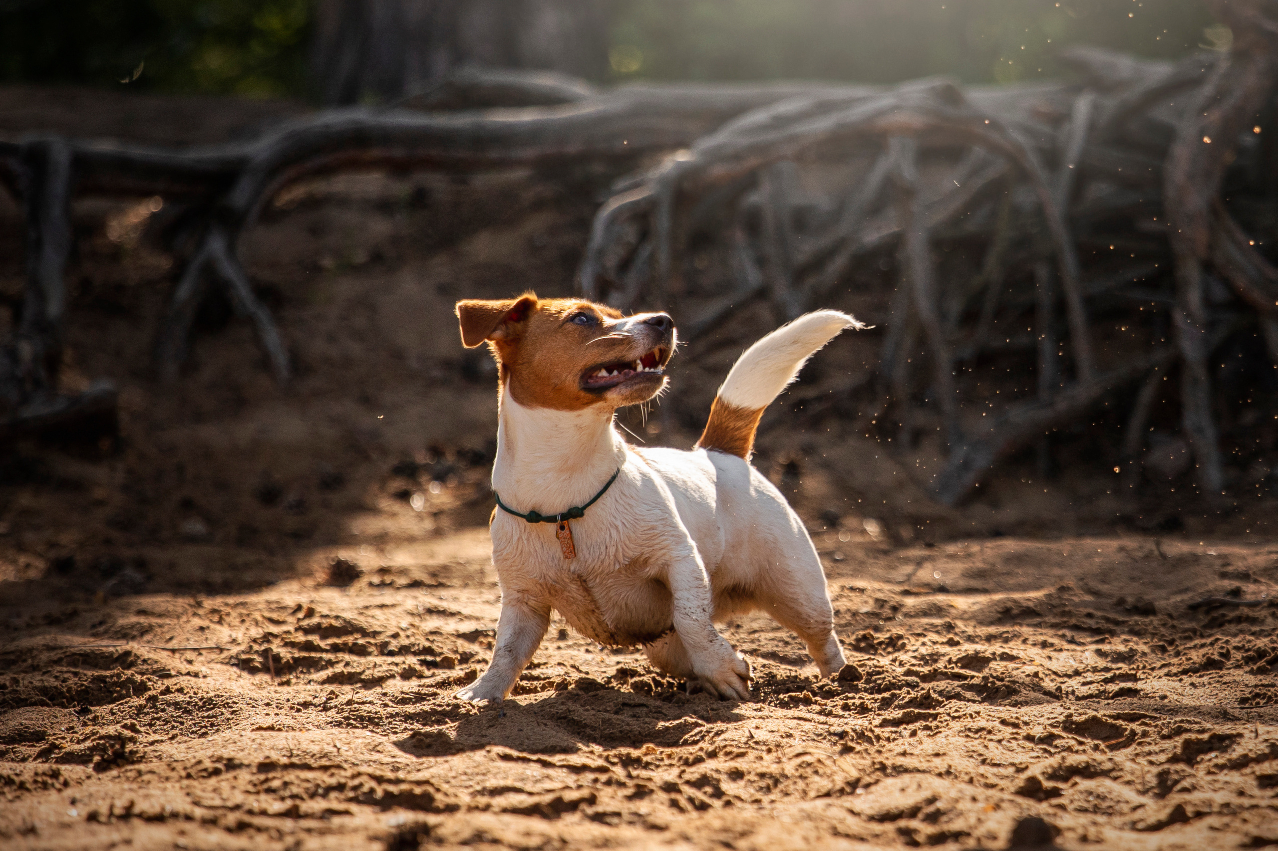 Наташа и Мерси. Фотограф — Анималист | Санкт-Петербург