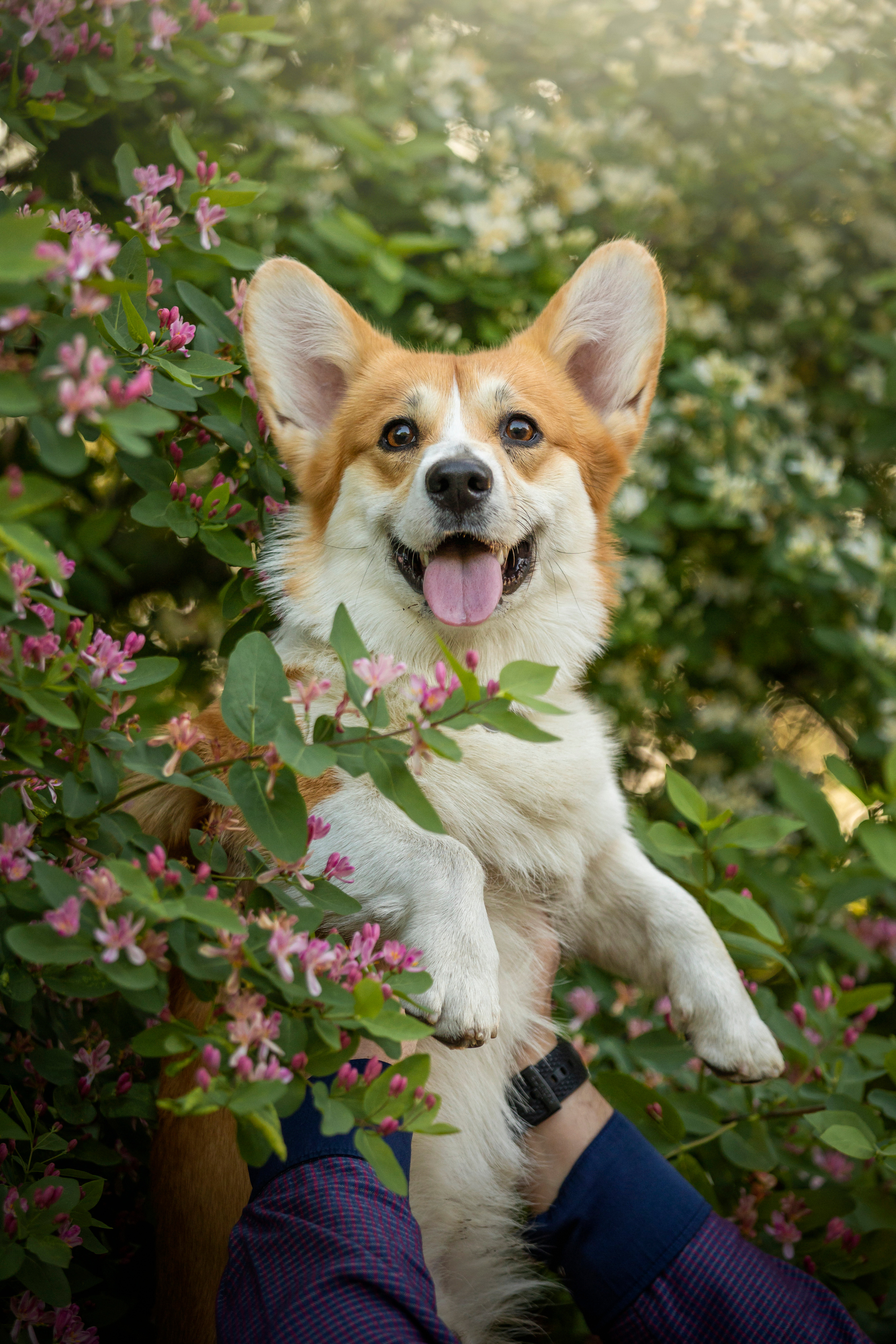 Настя и Стич. Фотограф — Анималист | Санкт-Петербург