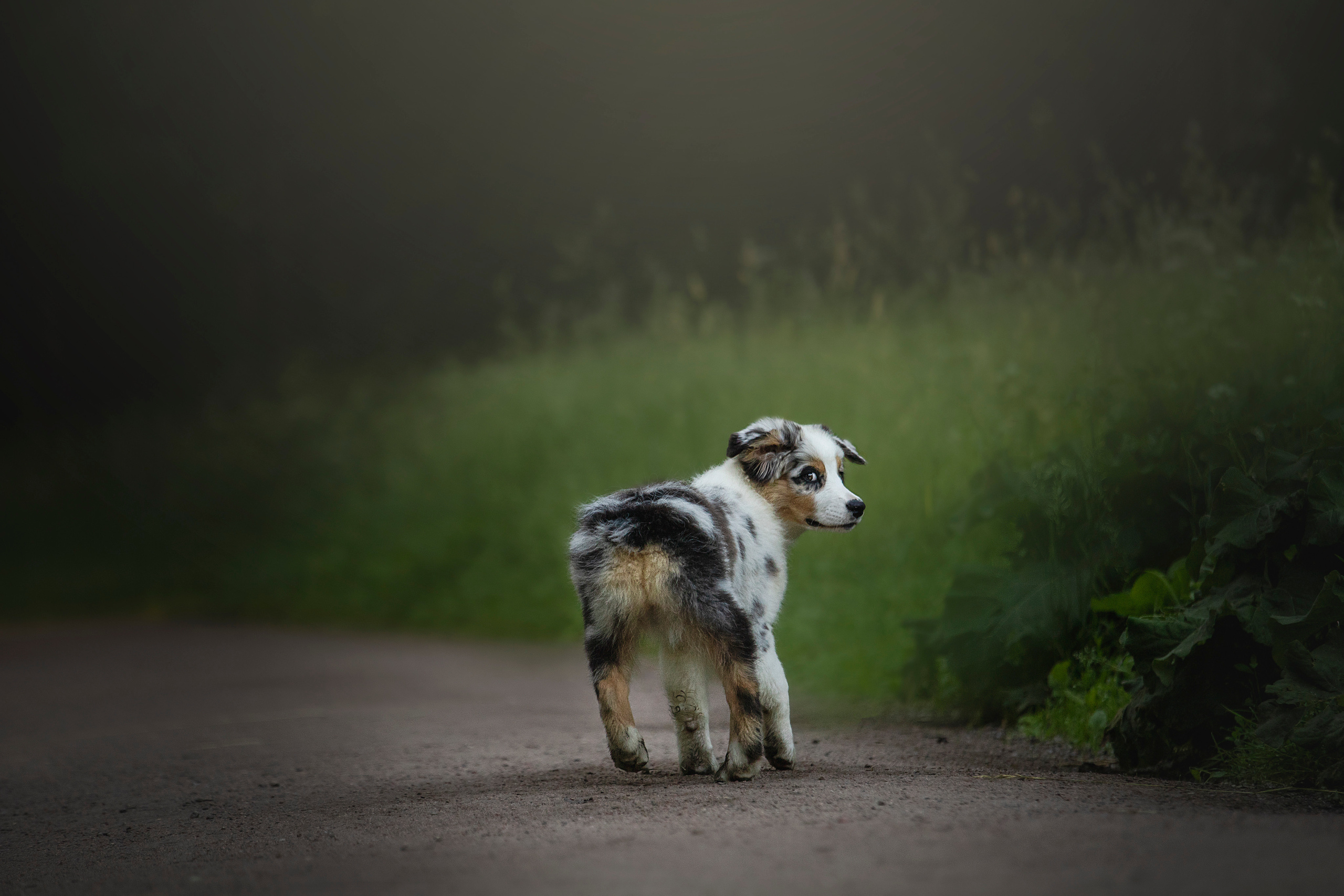 Ирина и Кайса. Фотограф — Анималист | Санкт-Петербург