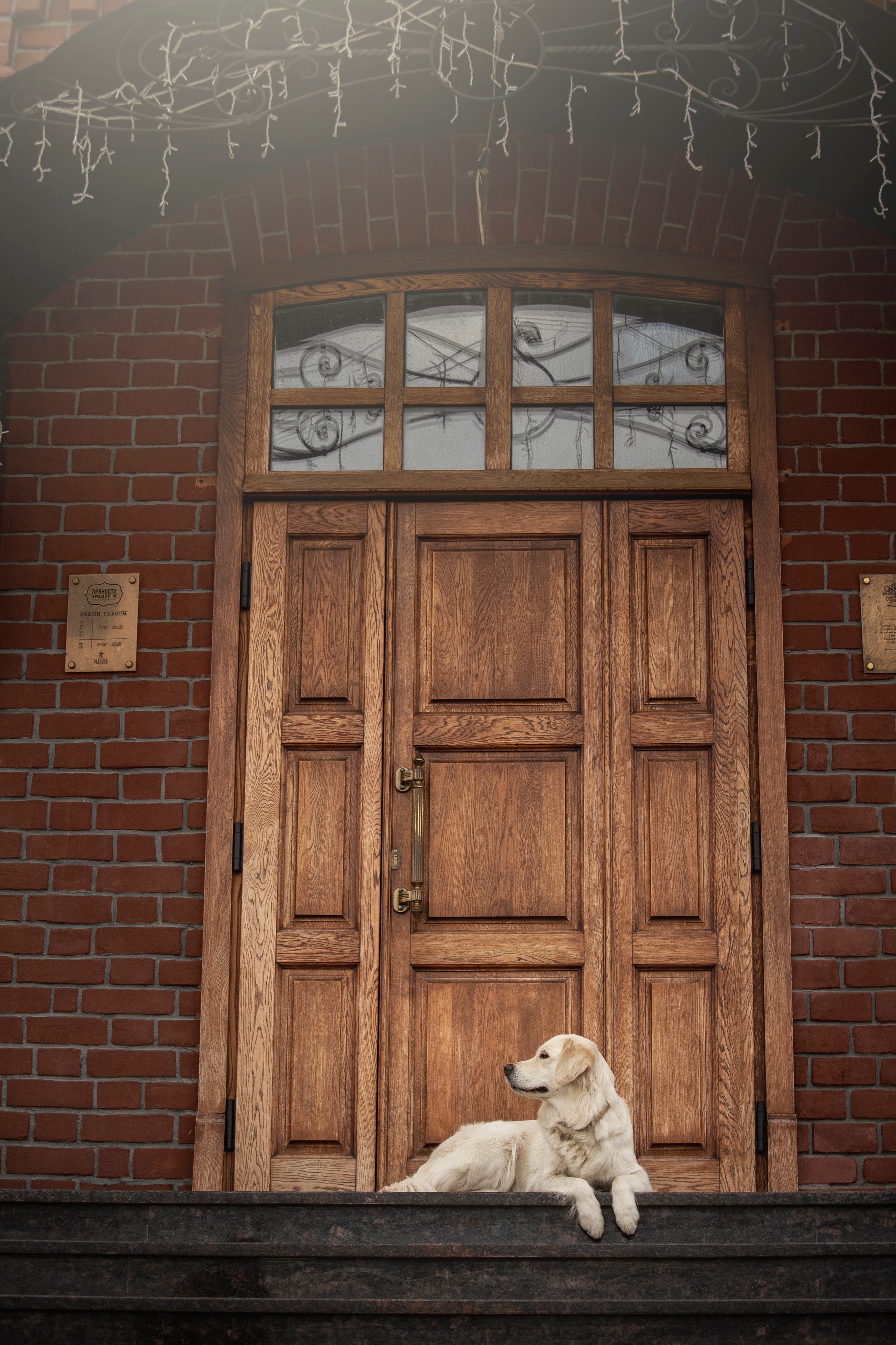 Молли и ее семья. Фотограф — Анималист | Санкт-Петербург